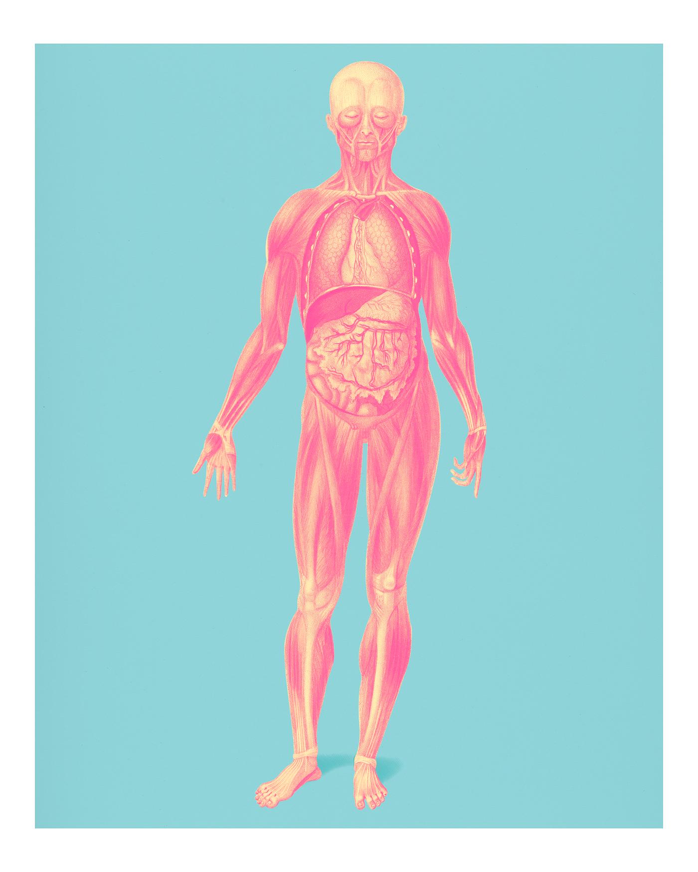 Vintage Illustration of Myology and disposition of the viscera Vintage Illustration of Myology and disposition of the viscera