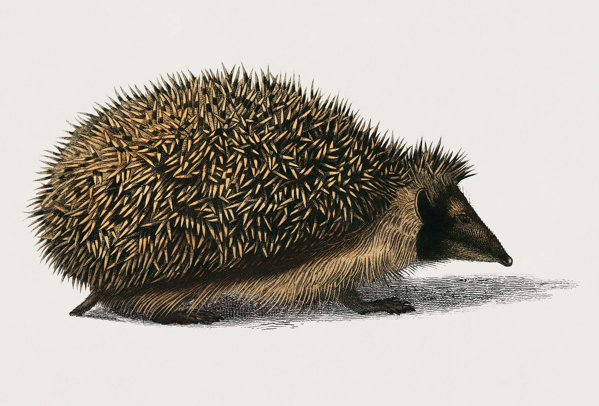 European Hedgehog (Erinaceus Europaeus) illustrated by Charles Dessalines D' Orbigny (1806-1876). Digitally enhanced from... European Hedgehog (Erinaceus Europaeus) illustrated by Charles Dessalines D' Orbigny (1806-1876). Digitally enhanced from...