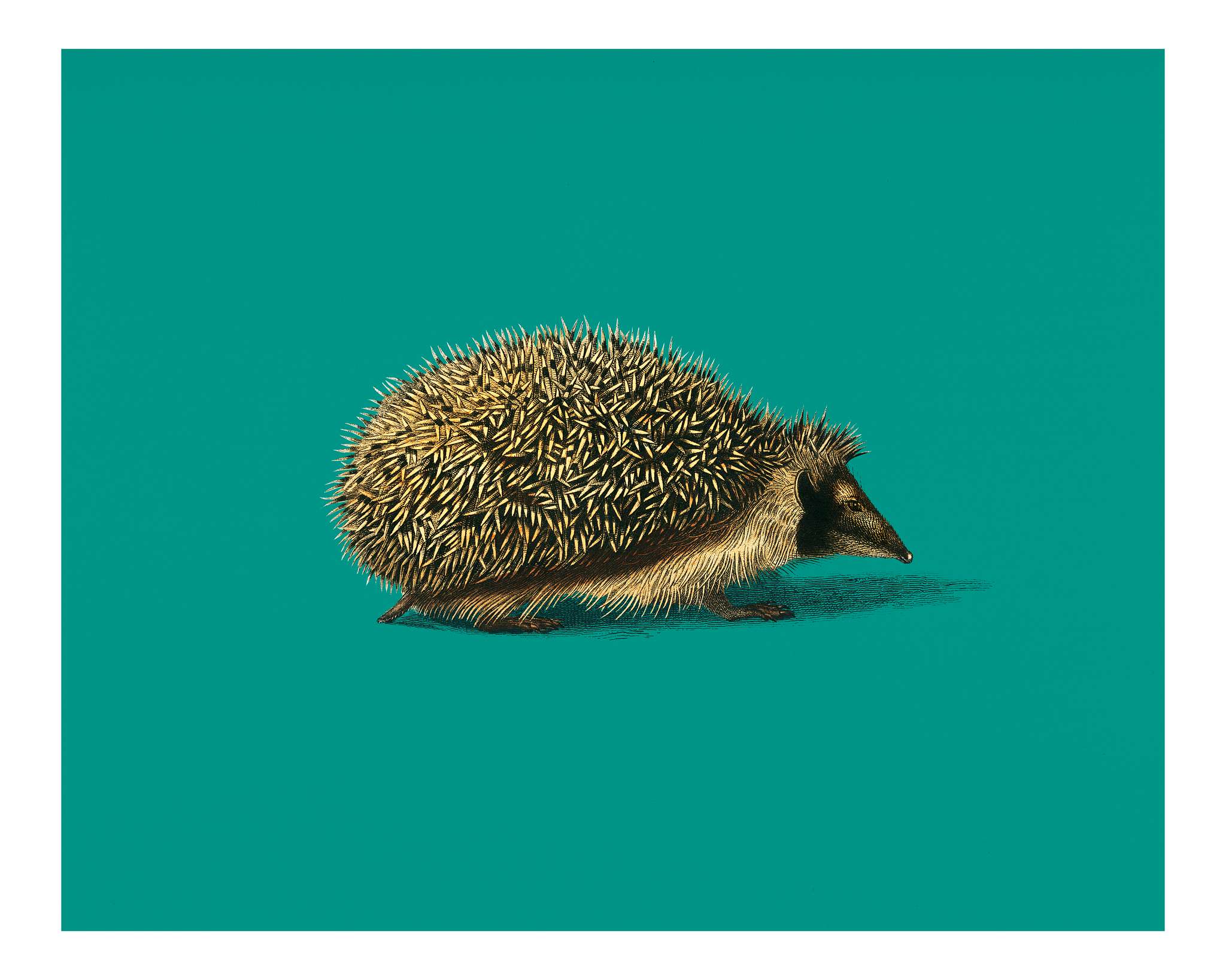 European Hedgehog (Erinaceus Europaeus) illustrated by Charles Dessalines D' Orbigny (1806-1876). Digitally enhanced... European Hedgehog (Erinaceus Europaeus) illustrated by Charles Dessalines D' Orbigny (1806-1876). Digitally enhanced...