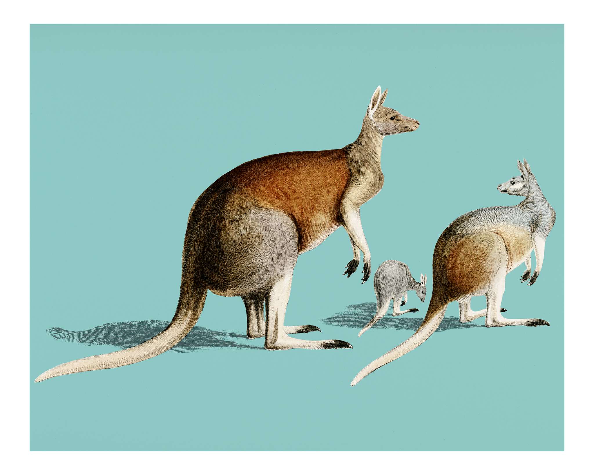 The red kangaroo (Macropus rufus) illustrated by Charles Dessalines D' Orbigny (1806-1876). Digitally enhanced from our... The red kangaroo (Macropus rufus) illustrated by Charles Dessalines D' Orbigny (1806-1876). Digitally enhanced from our...