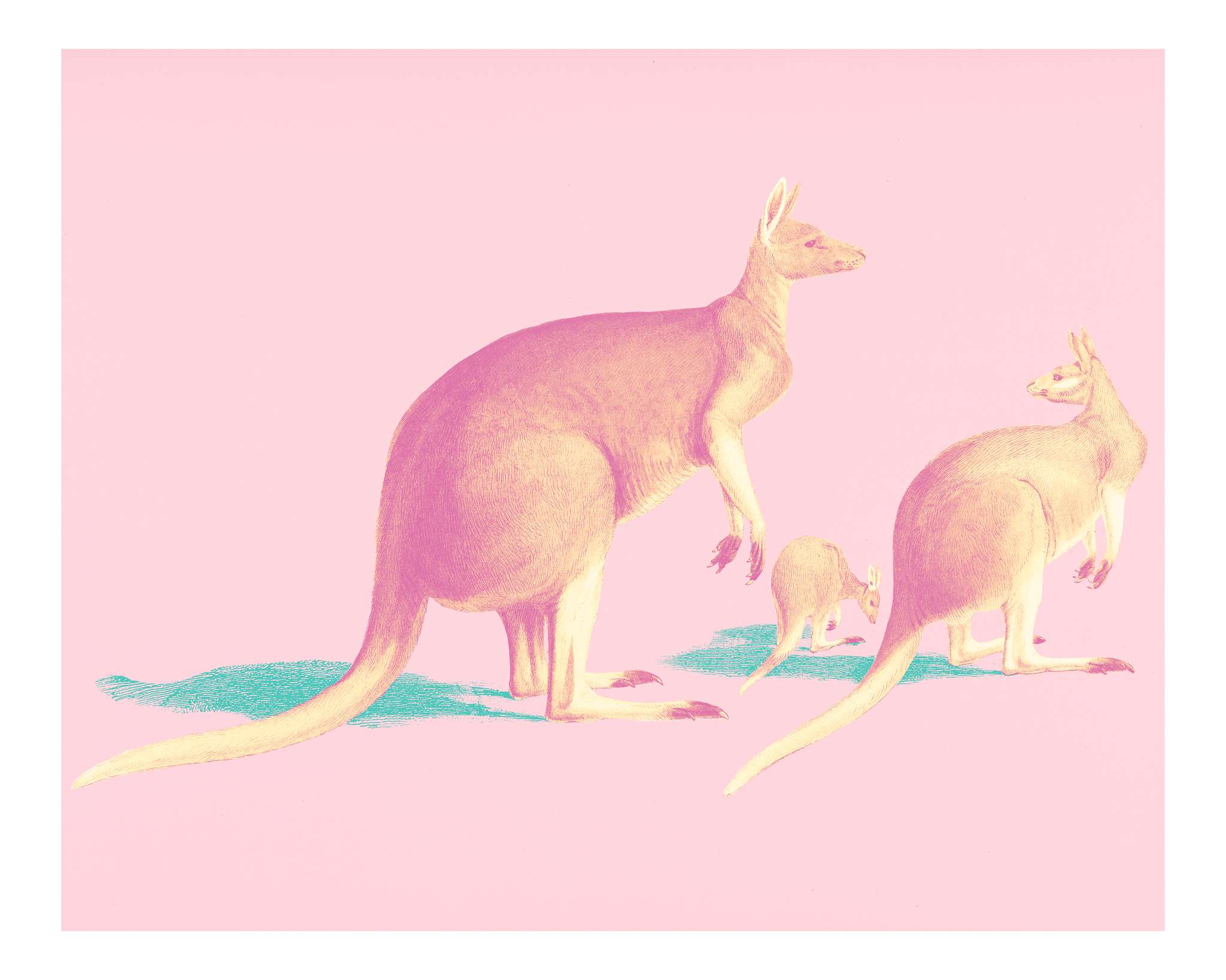 The red kangaroo (Macropus rufus) illustrated by Charles Dessalines D' Orbigny (1806-1876). Digitally enhanced from our... The red kangaroo (Macropus rufus) illustrated by Charles Dessalines D' Orbigny (1806-1876). Digitally enhanced from our...