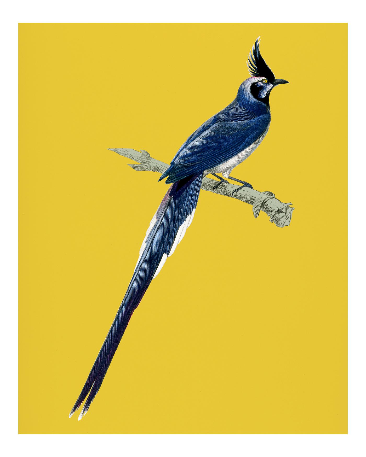 Vintage Illustration of Black-throated magpie-jay (Pica colliei) Vintage Illustration of Black-throated magpie-jay (Pica colliei)
