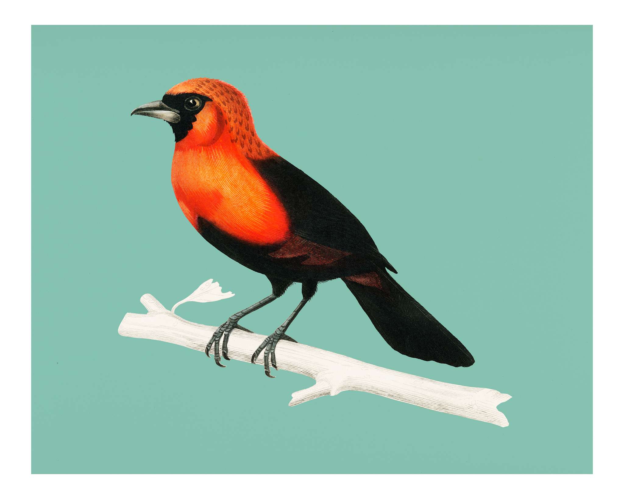 Masked crimson tanager (Ramphocelus Nigrogularis) illustrated by Charles Dessalines D' Orbigny (1806-1876). Digitally... Masked crimson tanager (Ramphocelus Nigrogularis) illustrated by Charles Dessalines D' Orbigny (1806-1876). Digitally...