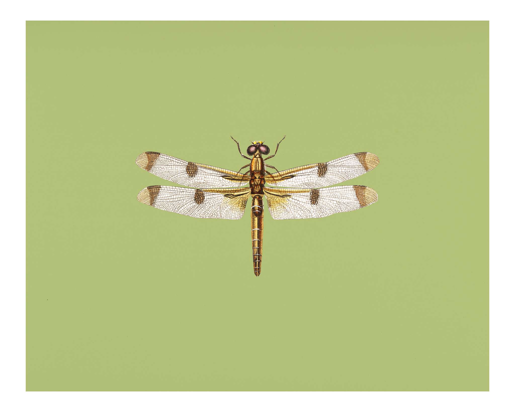 Painted skimmer (Libellula Hersilia) illustrated by Charles Dessalines D' Orbigny (1806-1876). Digitally enhanced from... Painted skimmer (Libellula Hersilia) illustrated by Charles Dessalines D' Orbigny (1806-1876). Digitally enhanced from...