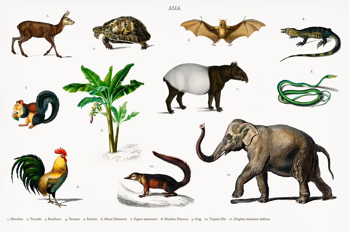 Different types of animals illustrated | Premium PSD - rawpixel