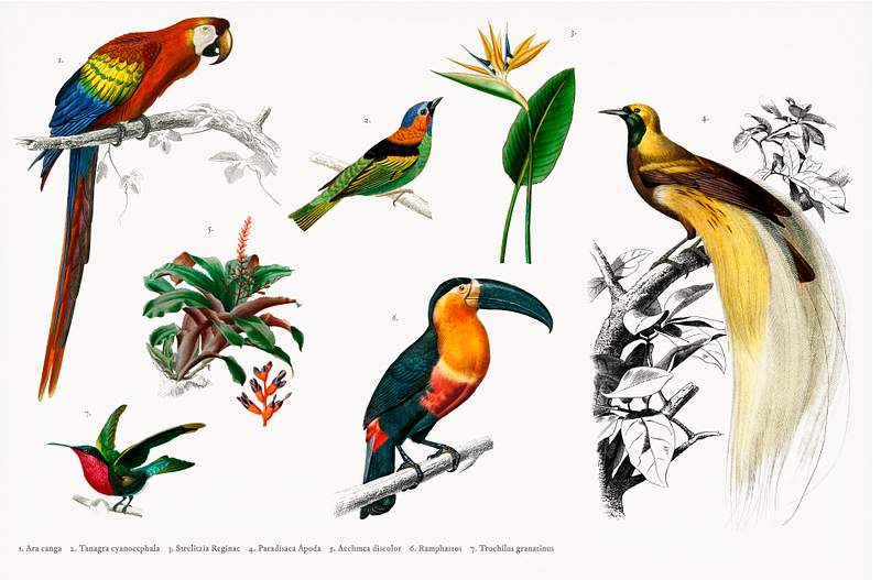 Mixed birds set Different types of birds illustrated by Charles Dessalines D' Orbigny (1806-1876). Digitally enhanced from our own 1892…