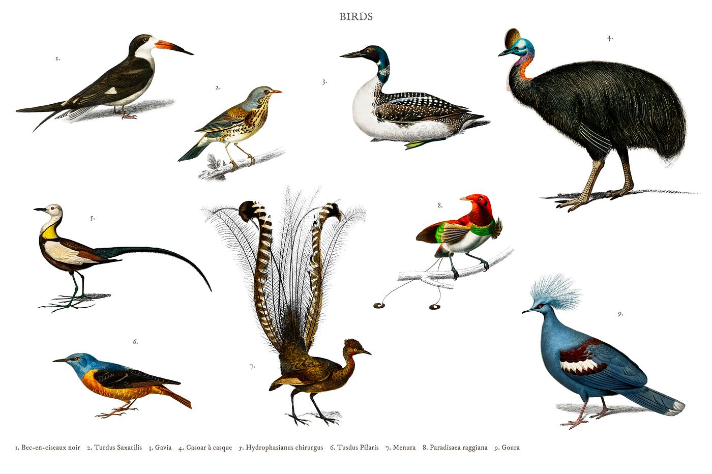 Different types of birds illustrated by Charles Dessalines D' Orbigny (1806-1876). Digitally enhanced from our own 1892... Different types of birds illustrated by Charles Dessalines D' Orbigny (1806-1876). Digitally enhanced from our own 1892...