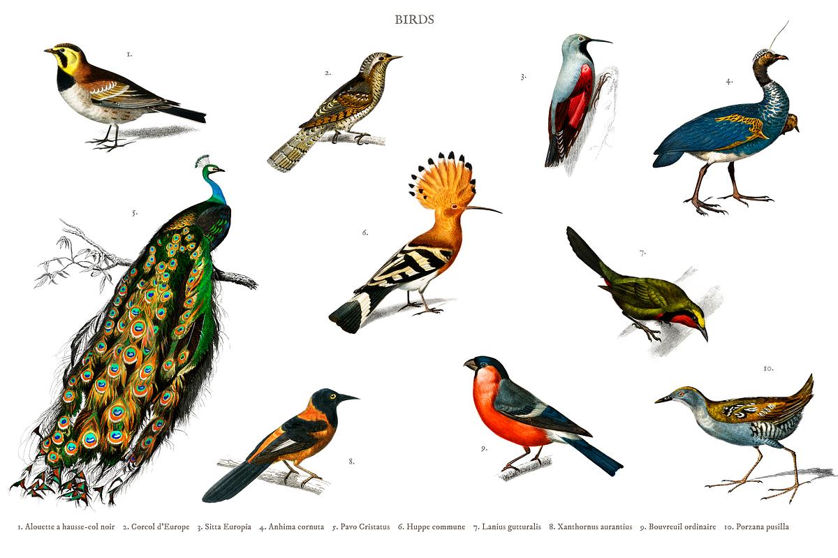 Different types of birds illustrated by Charl.. | Royalty free stock