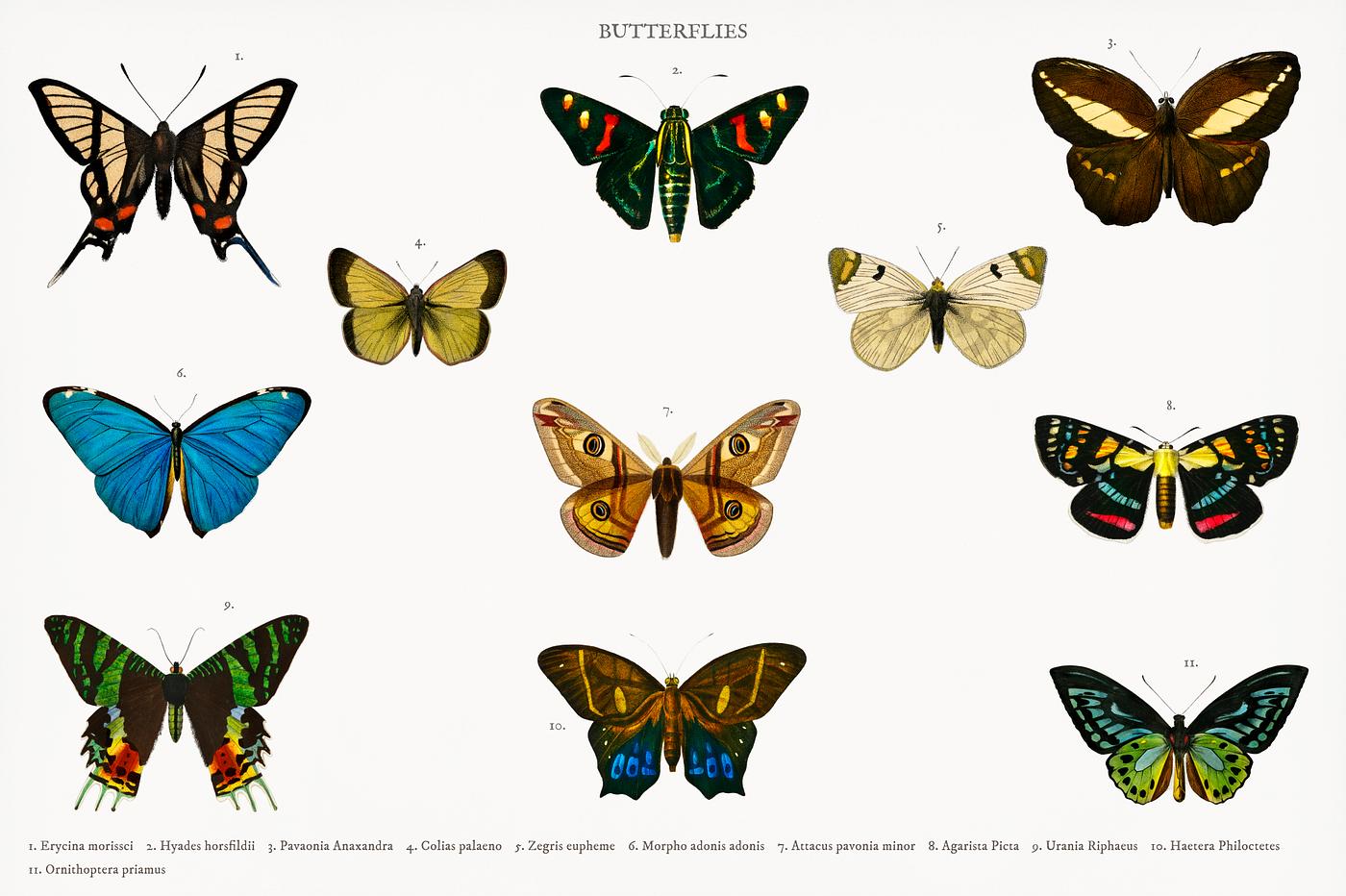 Different types of butterfly illustrated by Charles Dessalines D' Orbigny (1806-1876). Digitally enhanced from our own... Different types of butterfly illustrated by Charles Dessalines D' Orbigny (1806-1876). Digitally enhanced from our own...