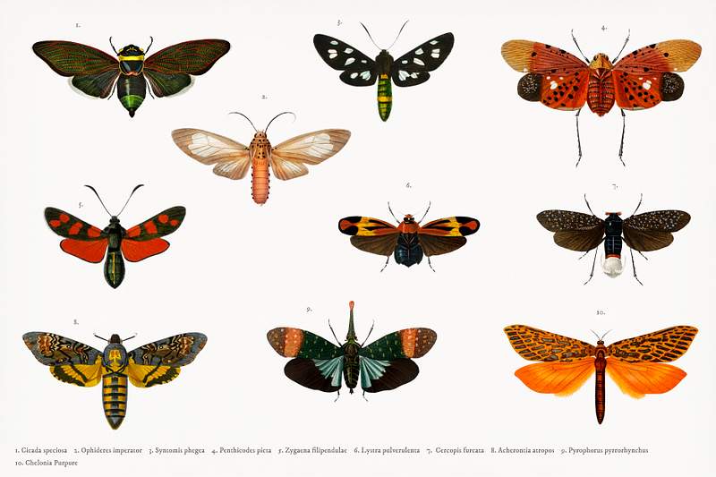 Different types of butterfly illustrated by… | Royalty free stock psd mockup | High Resolution design Different types of butterfly illustrated by Charles Dessalines D' Orbigny (1806-1876). Digitally enhanced from our own 1892…