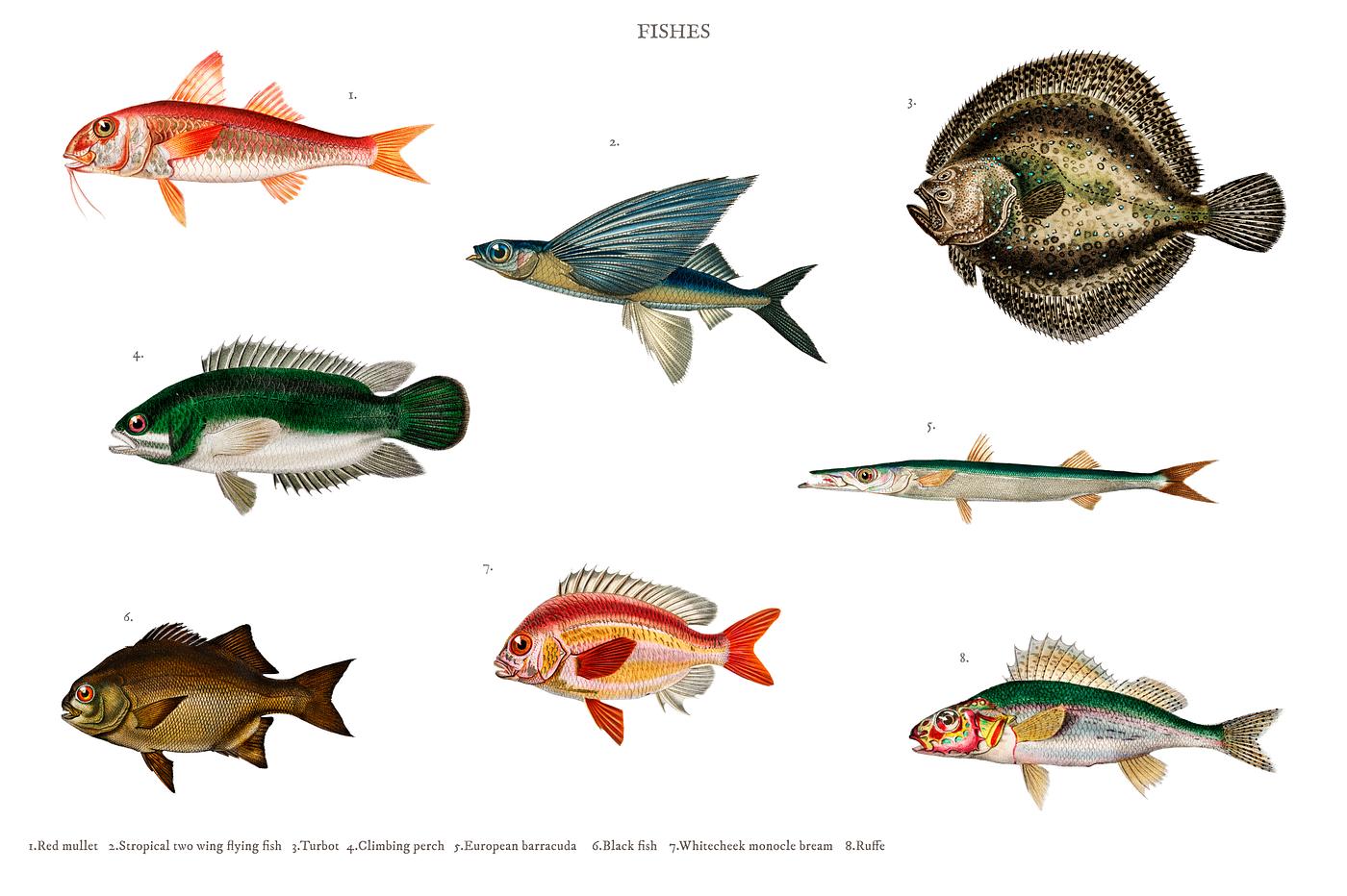 Different types of fishes illustrated by Charles Dessalines D' Orbigny (1806-1876) Digitally enhanced from our own 1892... Different types of fishes illustrated by Charles Dessalines D' Orbigny (1806-1876) Digitally enhanced from our own 1892...