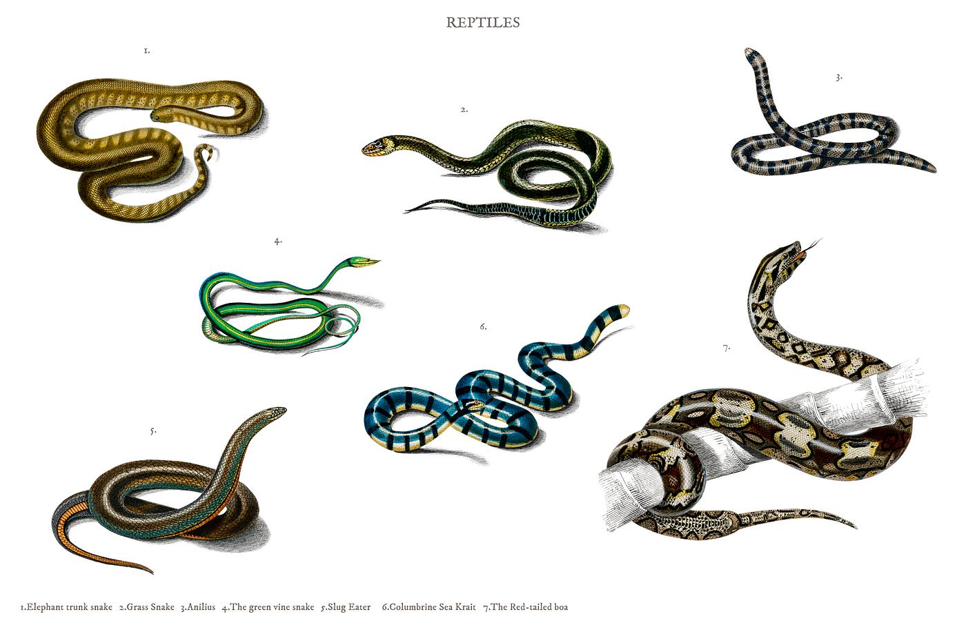 Different types of snakes illustrated by Charles Dessalines D' Orbigny (1806-1876). Digitally enhanced from our own 1892... Different types of snakes illustrated by Charles Dessalines D' Orbigny (1806-1876). Digitally enhanced from our own 1892...