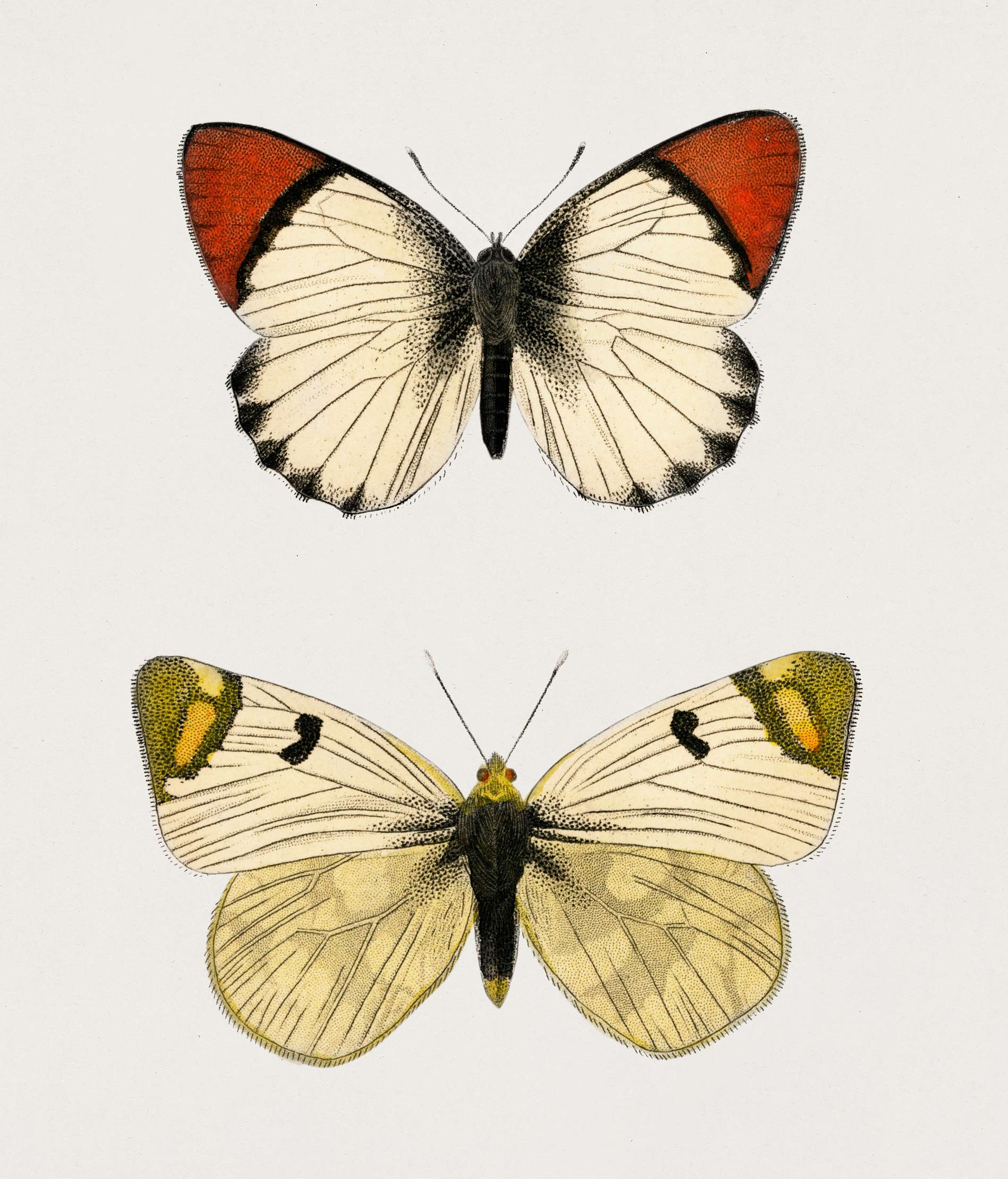 Anthocharis eupompe and Zegris eupheme illustrated by Charles Dessalines D' Orbigny (1806-1876). Digitally enhanced from... Anthocharis eupompe and Zegris eupheme illustrated by Charles Dessalines D' Orbigny (1806-1876). Digitally enhanced from...