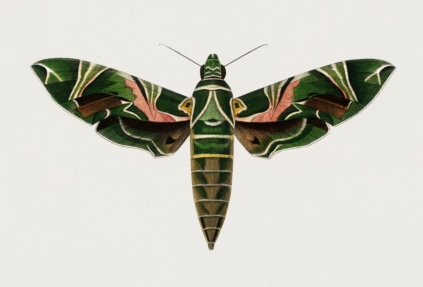 Oleander hawk-moth (daphnis nerii) illustrated by Charles Dessalines D' Orbigny (1806-1876). Digitally enhanced from our... Oleander hawk-moth (daphnis nerii) illustrated by Charles Dessalines D' Orbigny (1806-1876). Digitally enhanced from our...