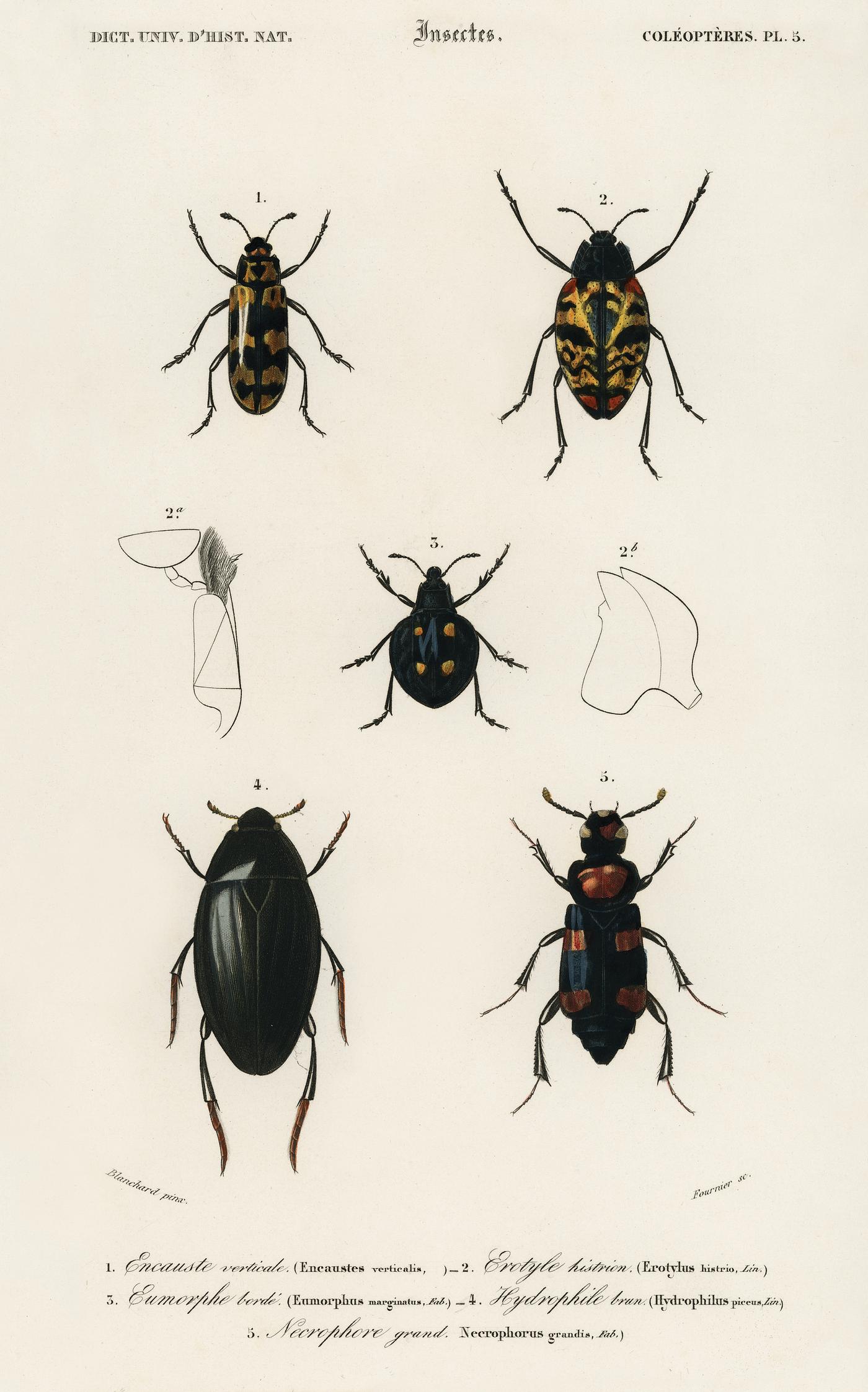Different types of beetles illustrated by Charles Dessalines D' Orbigny (1806-1876). Digitally enhanced from our own... Different types of beetles illustrated by Charles Dessalines D' Orbigny (1806-1876). Digitally enhanced from our own...
