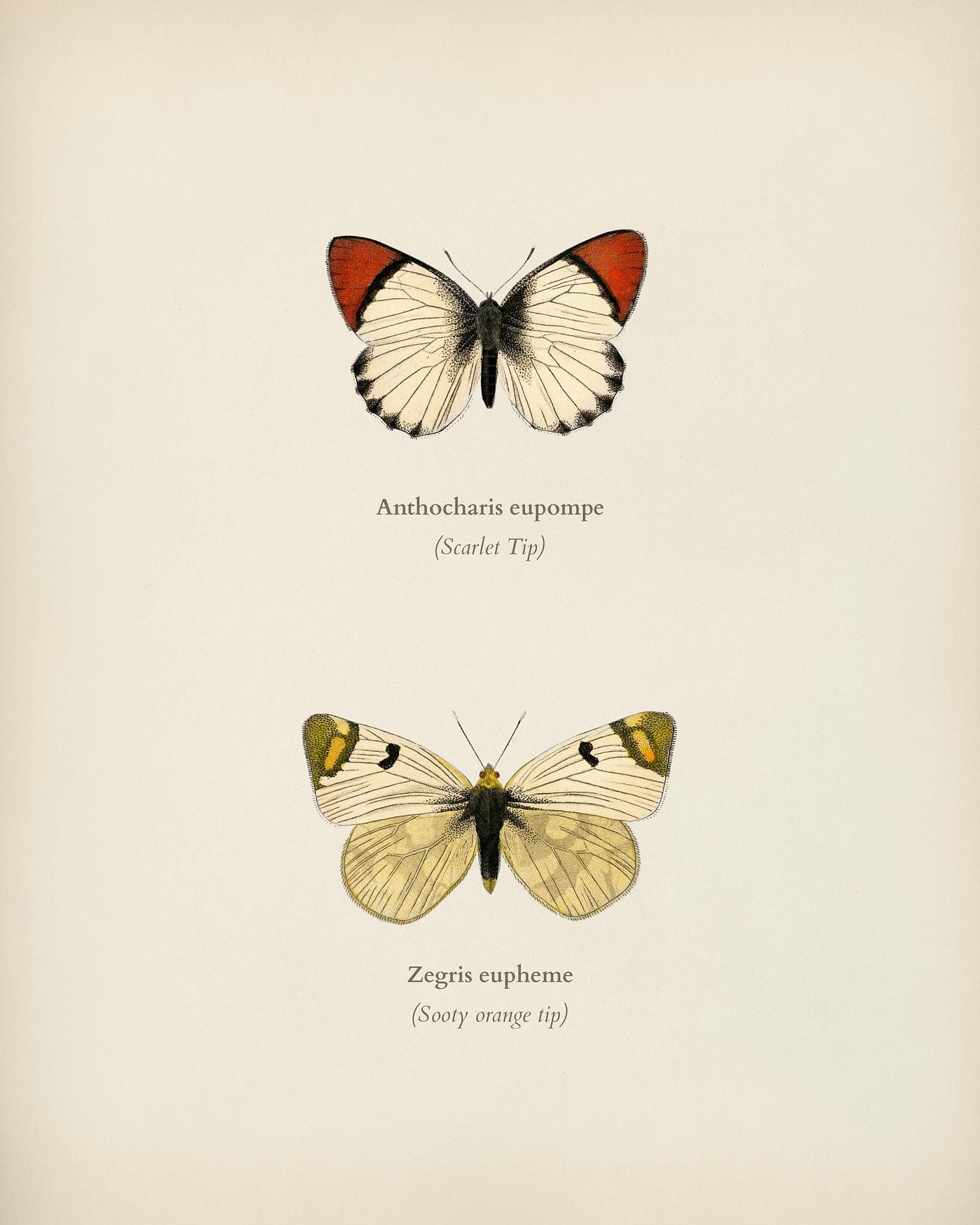 Anthocharis eupompe and Zegris eupheme illustrated by Charles Dessalines D' Orbigny (1806-1876). Digitally enhanced from... Anthocharis eupompe and Zegris eupheme illustrated by Charles Dessalines D' Orbigny (1806-1876). Digitally enhanced from...