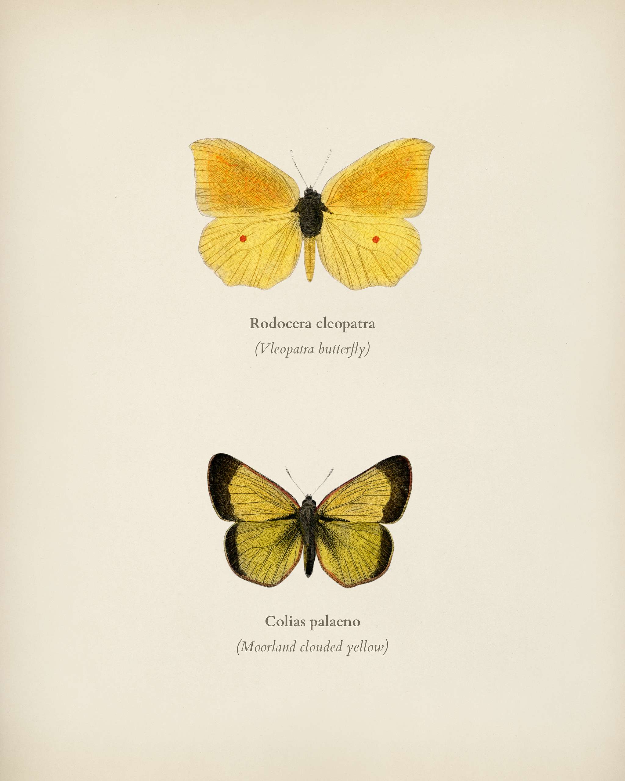 Rodocera cleopatra, and Colias palaeno illustrated by Charles Dessalines D' Orbigny (1806-1876). Digitally enhanced from... Rodocera cleopatra, and Colias palaeno illustrated by Charles Dessalines D' Orbigny (1806-1876). Digitally enhanced from...