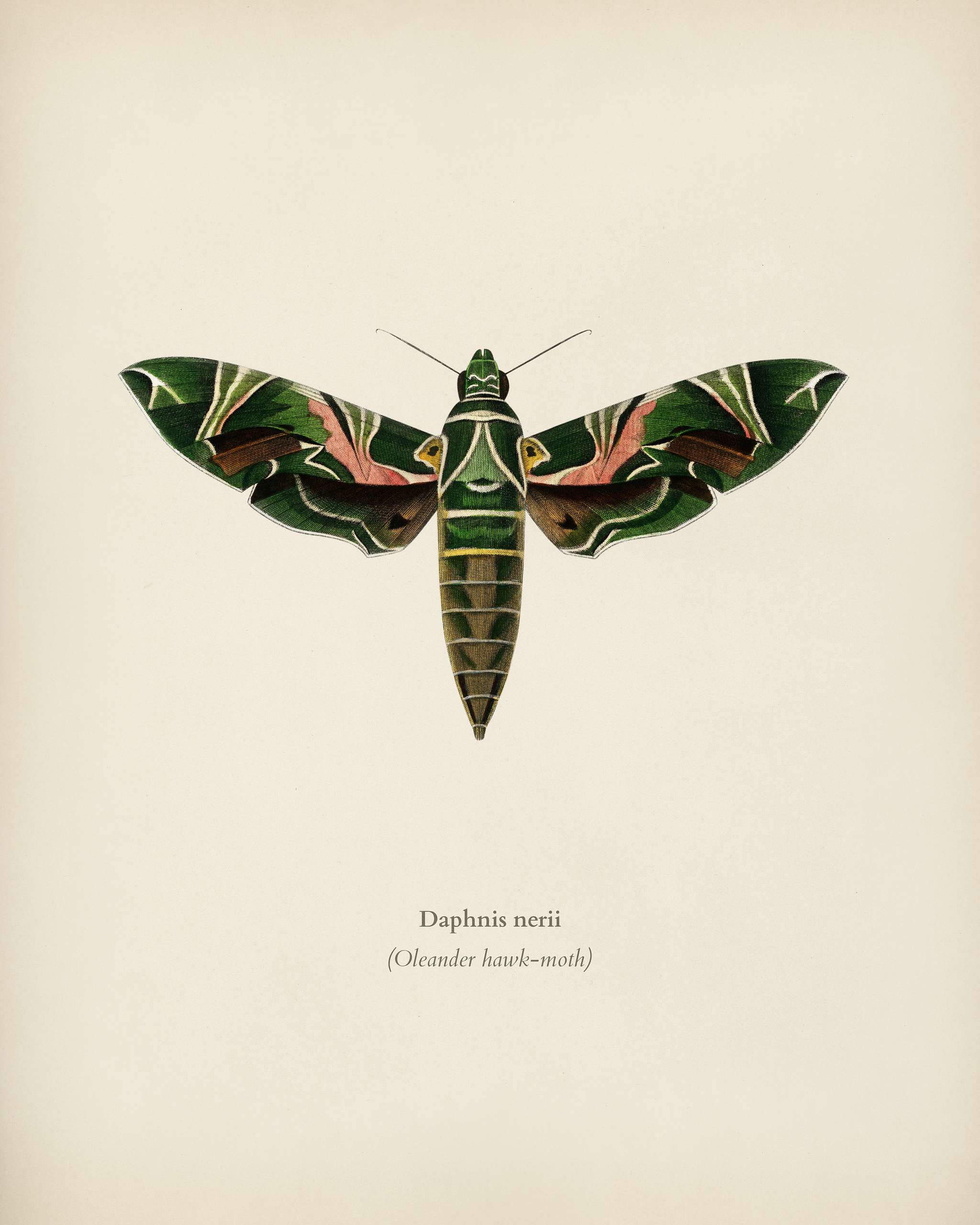 Oleander hawk-moth (daphnis nerii) illustrated by Charles Dessalines D' Orbigny (1806-1876). Digitally enhanced from our... Oleander hawk-moth (daphnis nerii) illustrated by Charles Dessalines D' Orbigny (1806-1876). Digitally enhanced from our...
