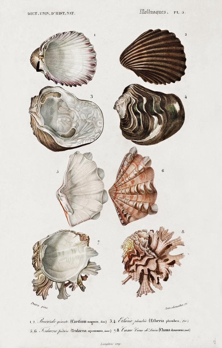 Different types of mollusks illustrated… | Free public domain illustration Different types of mollusks illustrated byCharles Dessalines D' Orbigny (1806-1876). Digitally enhanced from our own 1892…