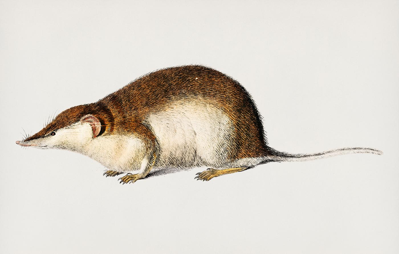 Shrew (Sorex) illustrated by Charles Dessalines D' Orbigny (1806-1876). Digitally enhanced from our own 1892 edition of... Shrew (Sorex) illustrated by Charles Dessalines D' Orbigny (1806-1876). Digitally enhanced from our own 1892 edition of...