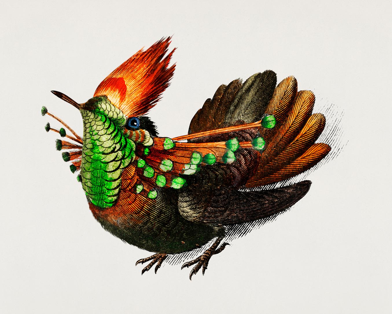 Tufted Coquette (Lophornis Ornatus) illustrated by Charles Dessalines D' Orbigny (1806-1876). Digitally enhanced from... Tufted Coquette (Lophornis Ornatus) illustrated by Charles Dessalines D' Orbigny (1806-1876). Digitally enhanced from...