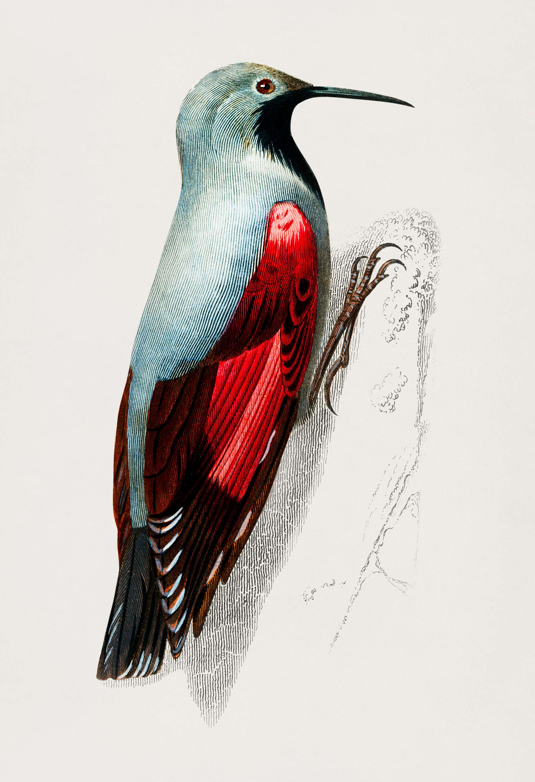 Wood Nuthatch (Sitta Europia) Wood Nuthatch illustrated by Charles Dessalines D' Orbigny (1806-1876). Digitally enhanced... Wood Nuthatch (Sitta Europia) Wood Nuthatch illustrated by Charles Dessalines D' Orbigny (1806-1876). Digitally enhanced...