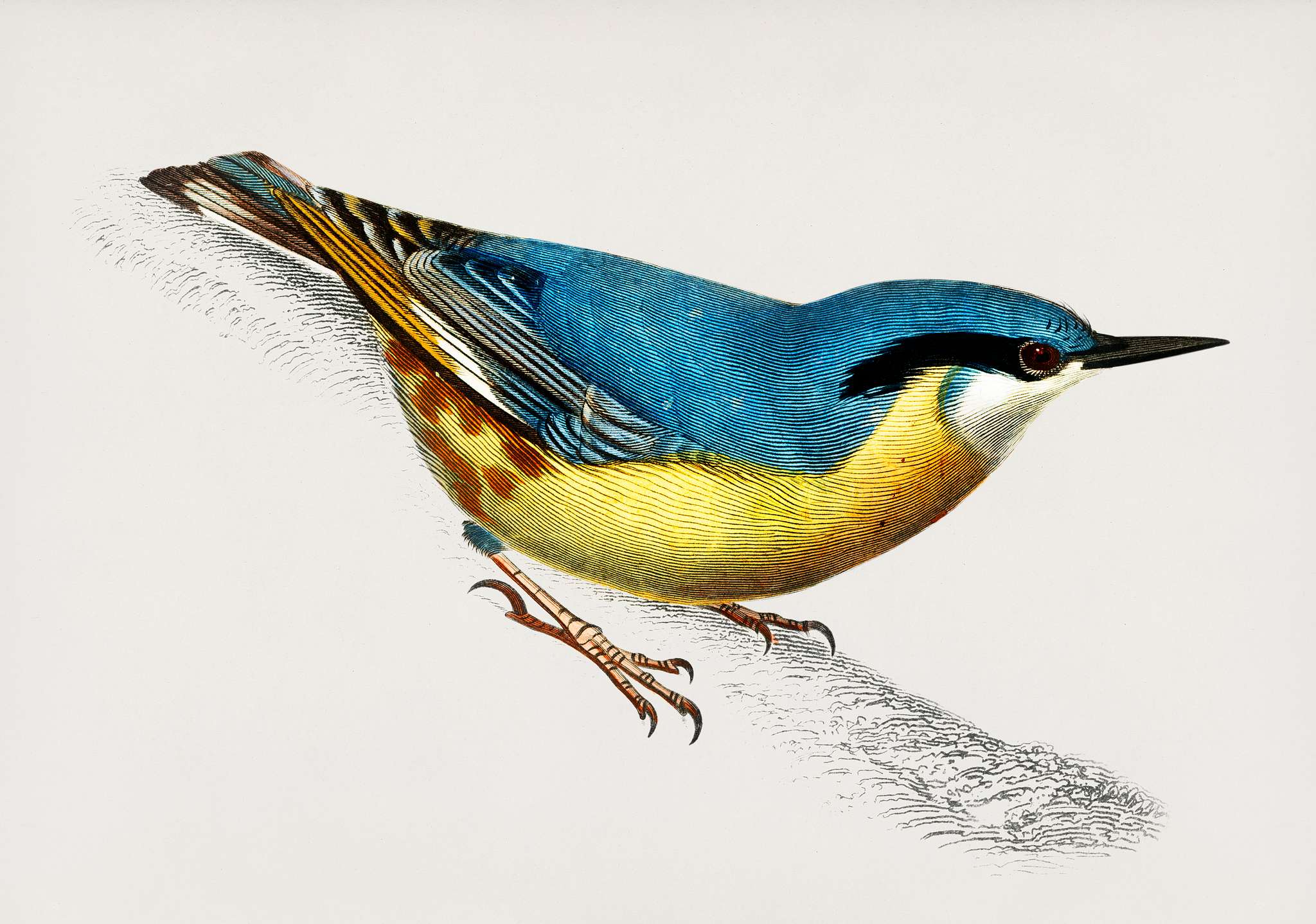 Wallcreeper (Tichodroma Phoenicoptera) illustrated by Charles Dessalines D' Orbigny (1806-1876). Digitally enhanced from... Wallcreeper (Tichodroma Phoenicoptera) illustrated by Charles Dessalines D' Orbigny (1806-1876). Digitally enhanced from...
