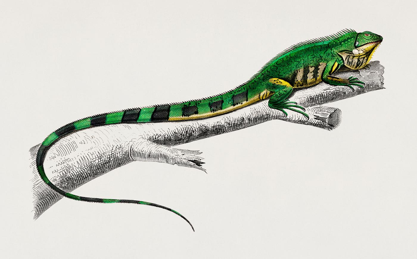 Green lizard (iguana) illustrated by Charles Dessalines D' Orbigny (1806-1876). Digitally enhanced from our own 1892... Green lizard (iguana) illustrated by Charles Dessalines D' Orbigny (1806-1876). Digitally enhanced from our own 1892...