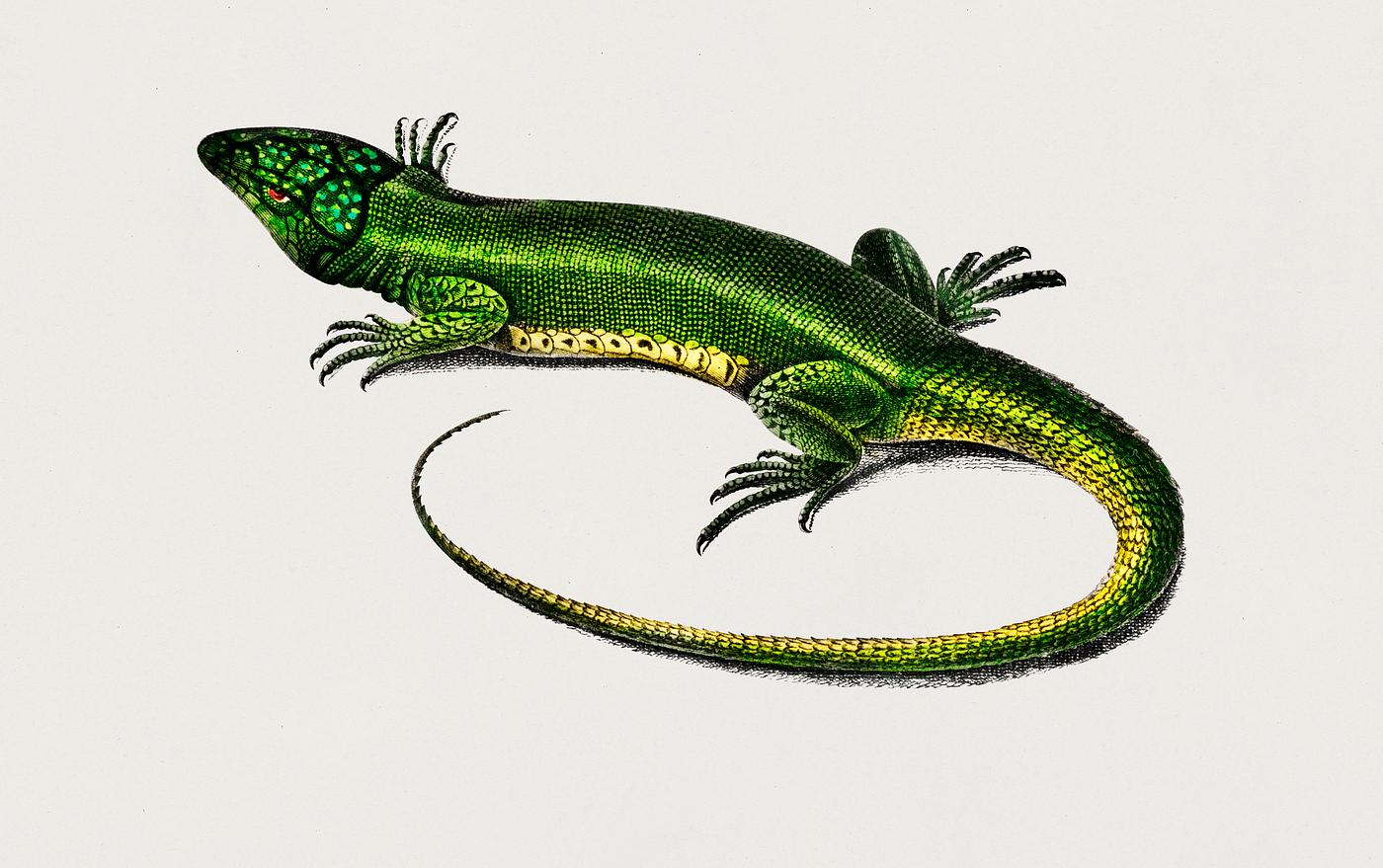 Green lizard (Lacerta viridis) illustrated by Charles Dessalines D' Orbigny (1806-1876). Digitally enhanced from our own... Green lizard (Lacerta viridis) illustrated by Charles Dessalines D' Orbigny (1806-1876). Digitally enhanced from our own...