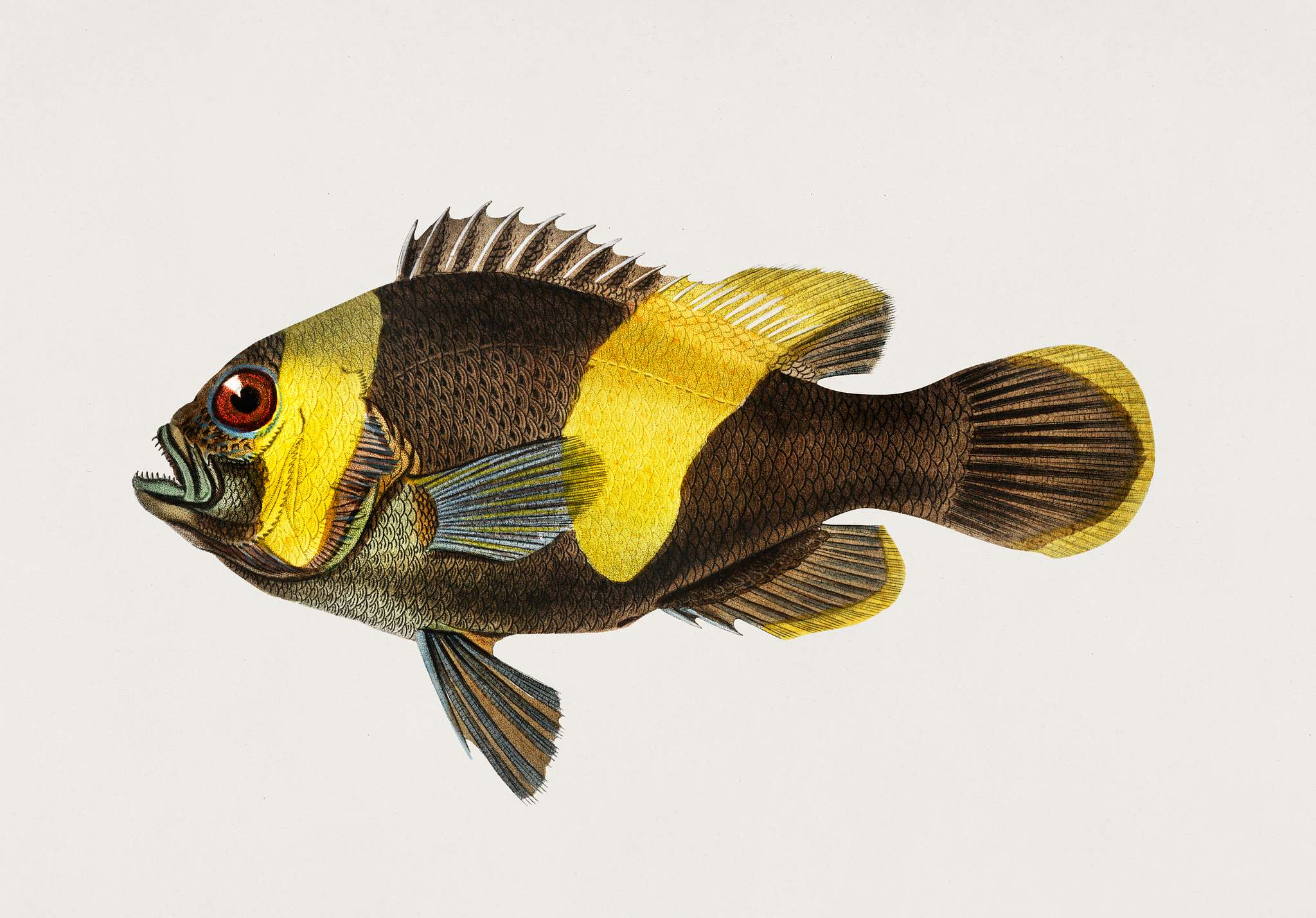 Saddleback Clownfish (Amphipiron Bifasciatus) illustrated by Charles Dessalines D' Orbigny (1806-1876). Digitally... Saddleback Clownfish (Amphipiron Bifasciatus) illustrated by Charles Dessalines D' Orbigny (1806-1876). Digitally...