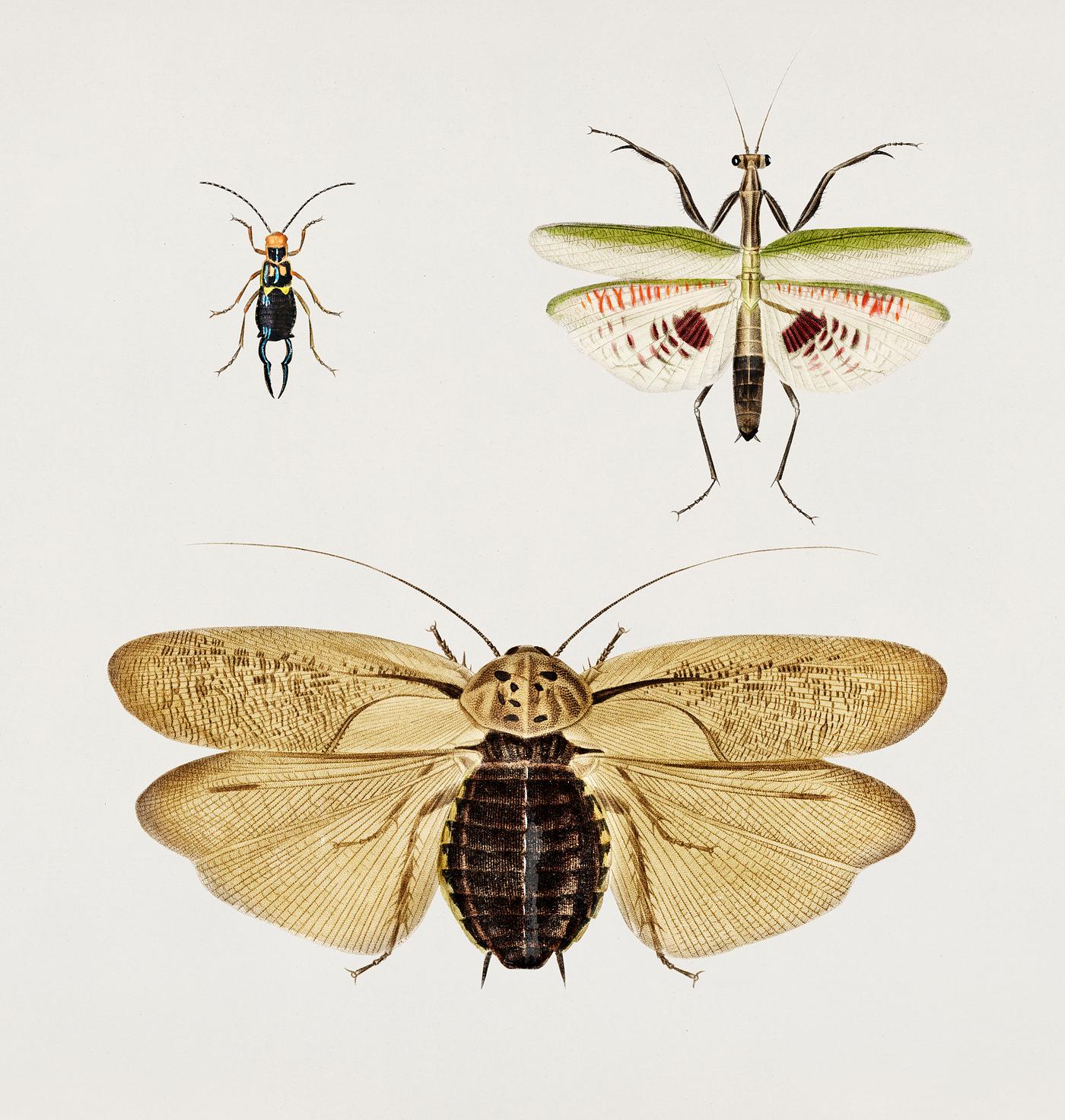 Different types of insects illustrated by Charles Dessalines D' Orbigny (1806-1876). Digitally enhanced from our own... Different types of insects illustrated by Charles Dessalines D' Orbigny (1806-1876). Digitally enhanced from our own...