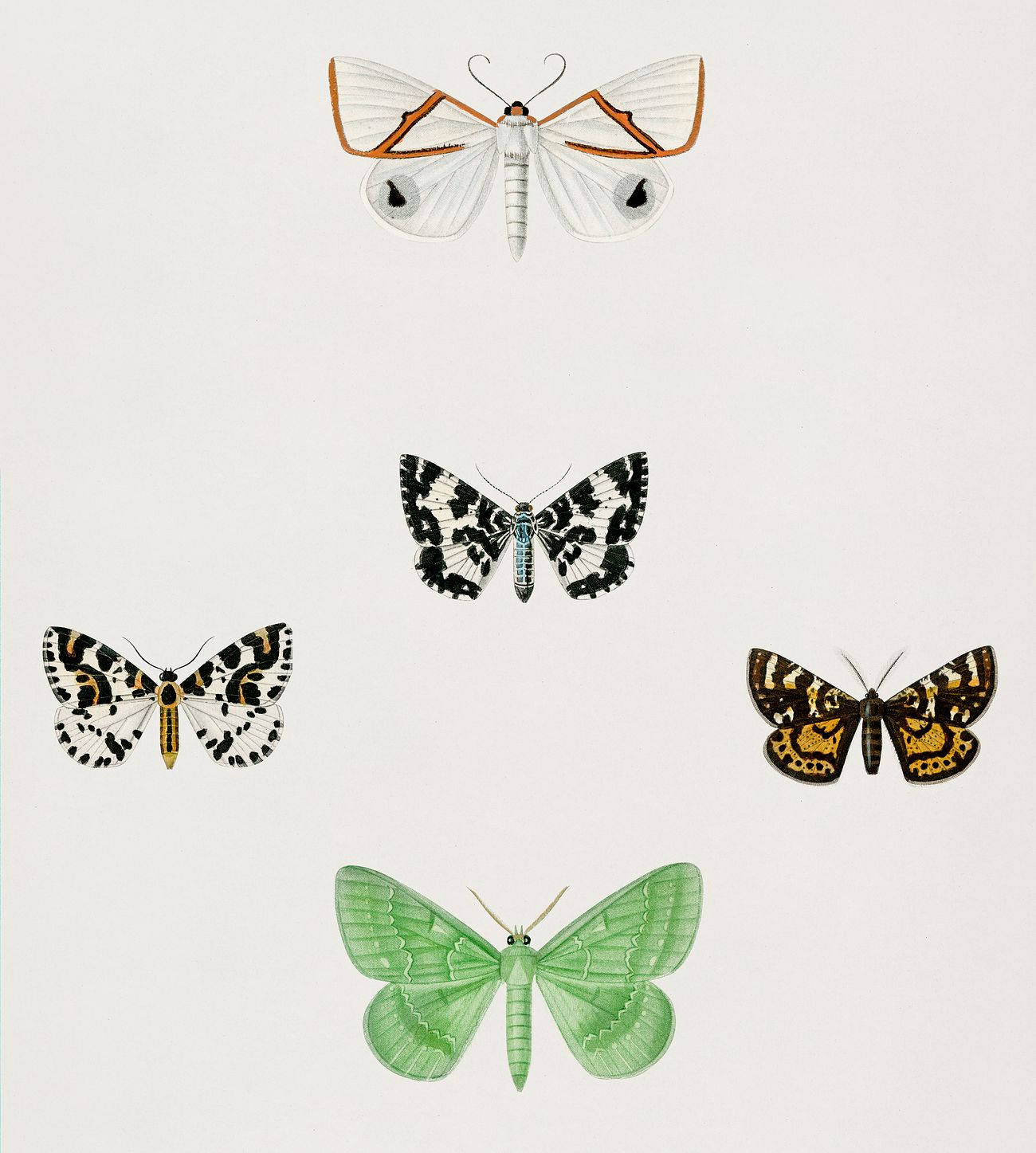 Different types of moths illustrated by Charles Dessalines D' Orbigny (1806-1876). Digitally enhanced from our own 1892... Different types of moths illustrated by Charles Dessalines D' Orbigny (1806-1876). Digitally enhanced from our own 1892...