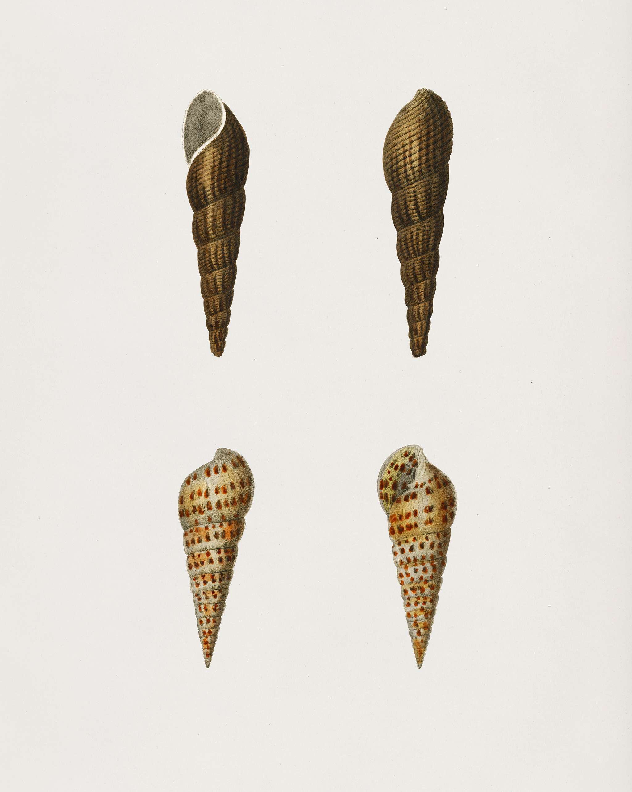Melania atra and Pyramidella maculosa illustrated by Charles Dessalines D' Orbigny (1806-1876). Digitally enhanced from... Melania atra and Pyramidella maculosa illustrated by Charles Dessalines D' Orbigny (1806-1876). Digitally enhanced from...