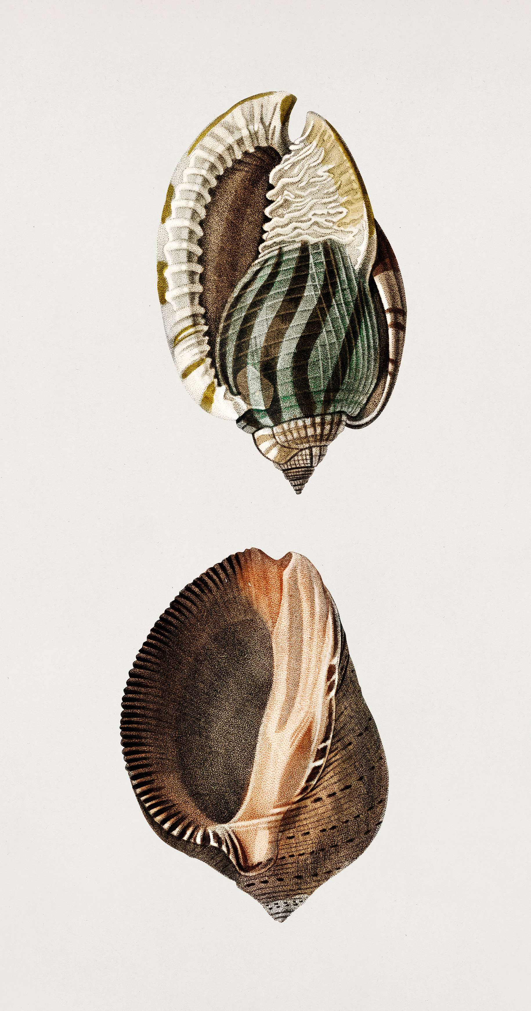 Striped bonnet (Cassis undata) and Persian purpura (Purpura persica) illustrated by Charles Dessalines D' Orbigny (1806-... Striped bonnet (Cassis undata) and Persian purpura (Purpura persica) illustrated by Charles Dessalines D' Orbigny (1806-...