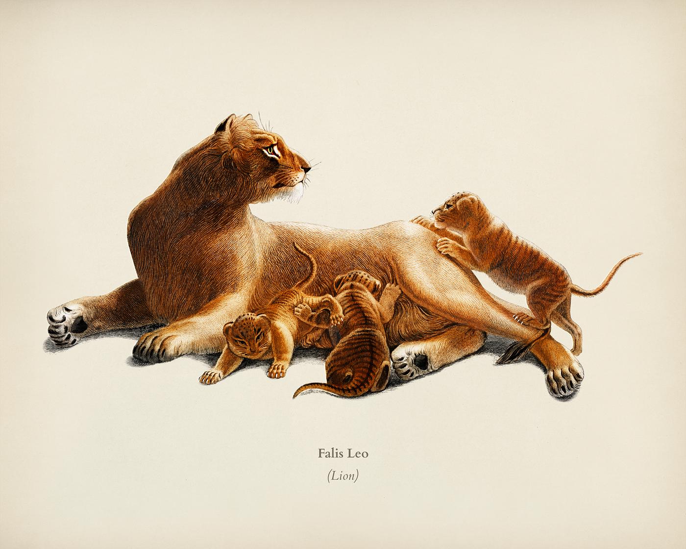 Fails Leo illustrated by Charles Dessalines D' Orbigny (1806-1876). Digitally enhanced from our own 1892 edition of... Fails Leo illustrated by Charles Dessalines D' Orbigny (1806-1876). Digitally enhanced from our own 1892 edition of...