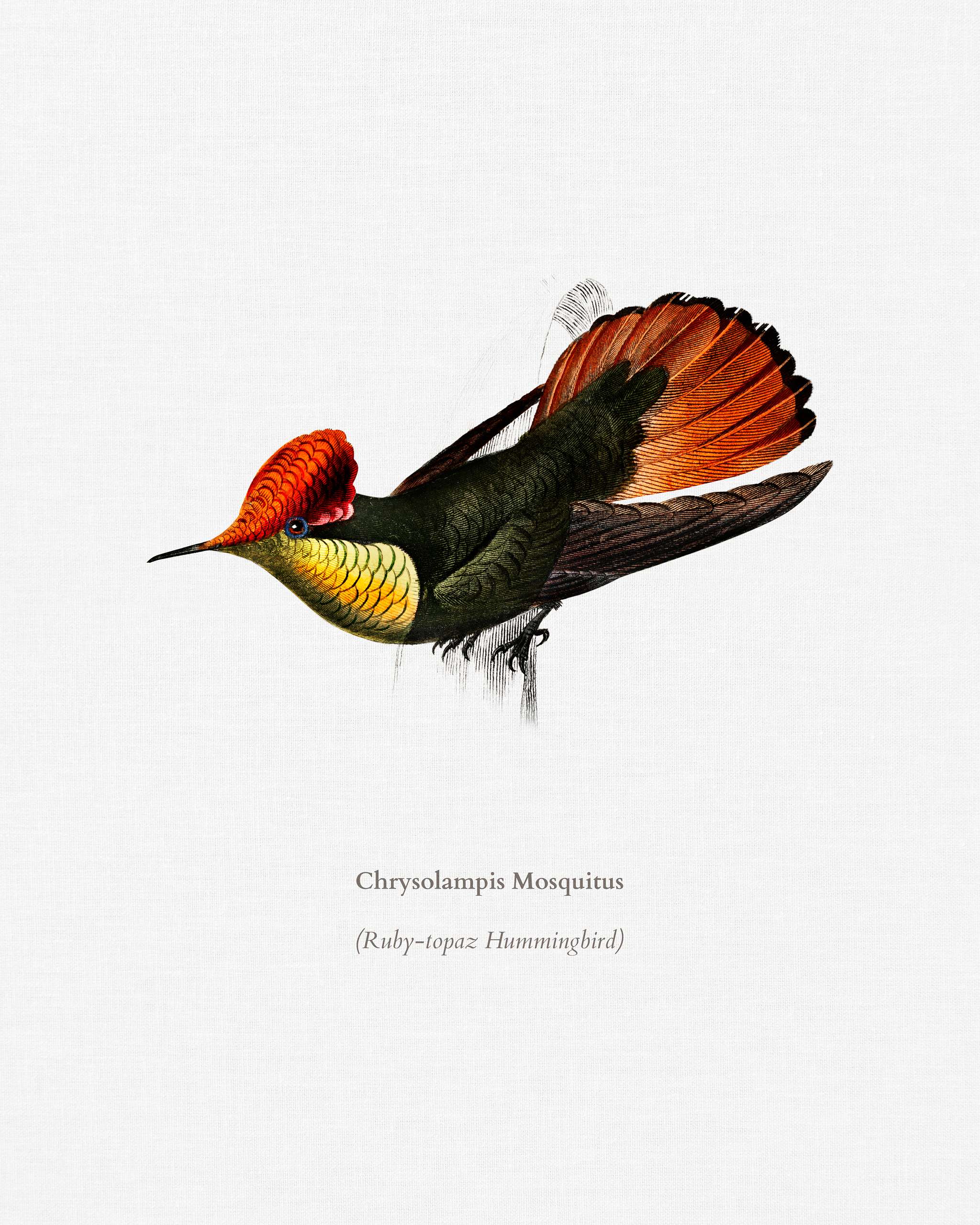 Tufted Coquette (Lophornis Ornatus) illustrated by Charles Dessalines D' Orbigny (1806-1876). Digitally enhanced from... Tufted Coquette (Lophornis Ornatus) illustrated by Charles Dessalines D' Orbigny (1806-1876). Digitally enhanced from...