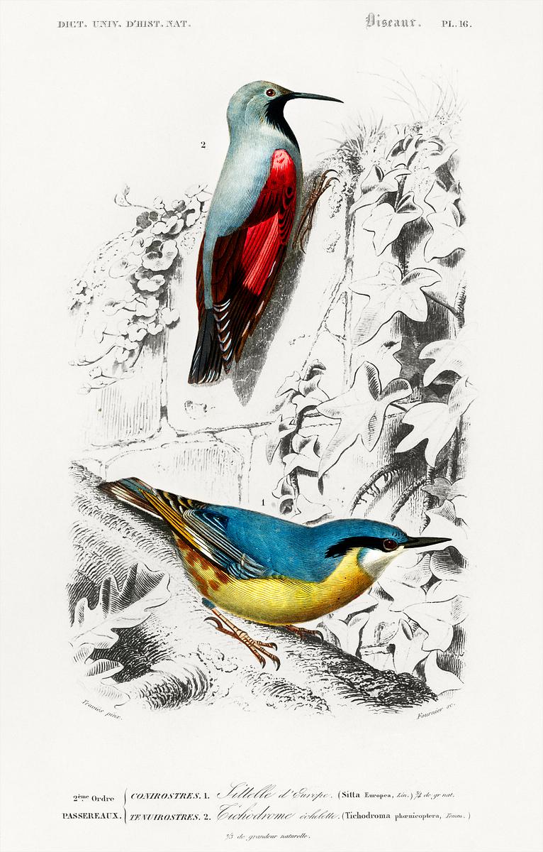 Different types of birds illustrated by… | Free public domain illustration Different types of birds illustrated by Charles Dessalines D' Orbigny (1806-1876) Digitally enhanced from our own 1892…