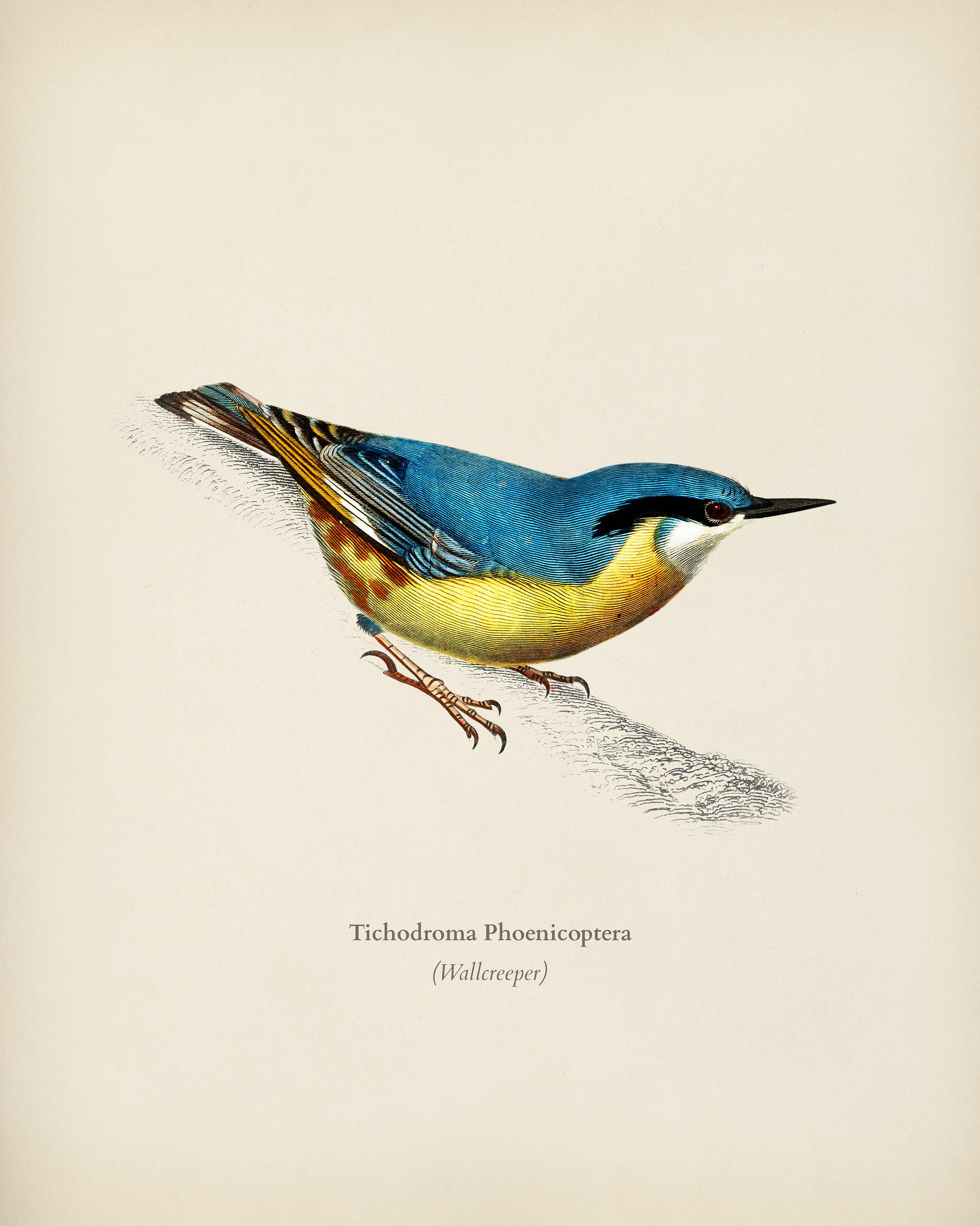 Wallcreeper (Tichodroma Phoenicoptera) illustrated by Charles Dessalines D' Orbigny (1806-1876). Digitally enhanced from... Wallcreeper (Tichodroma Phoenicoptera) illustrated by Charles Dessalines D' Orbigny (1806-1876). Digitally enhanced from...