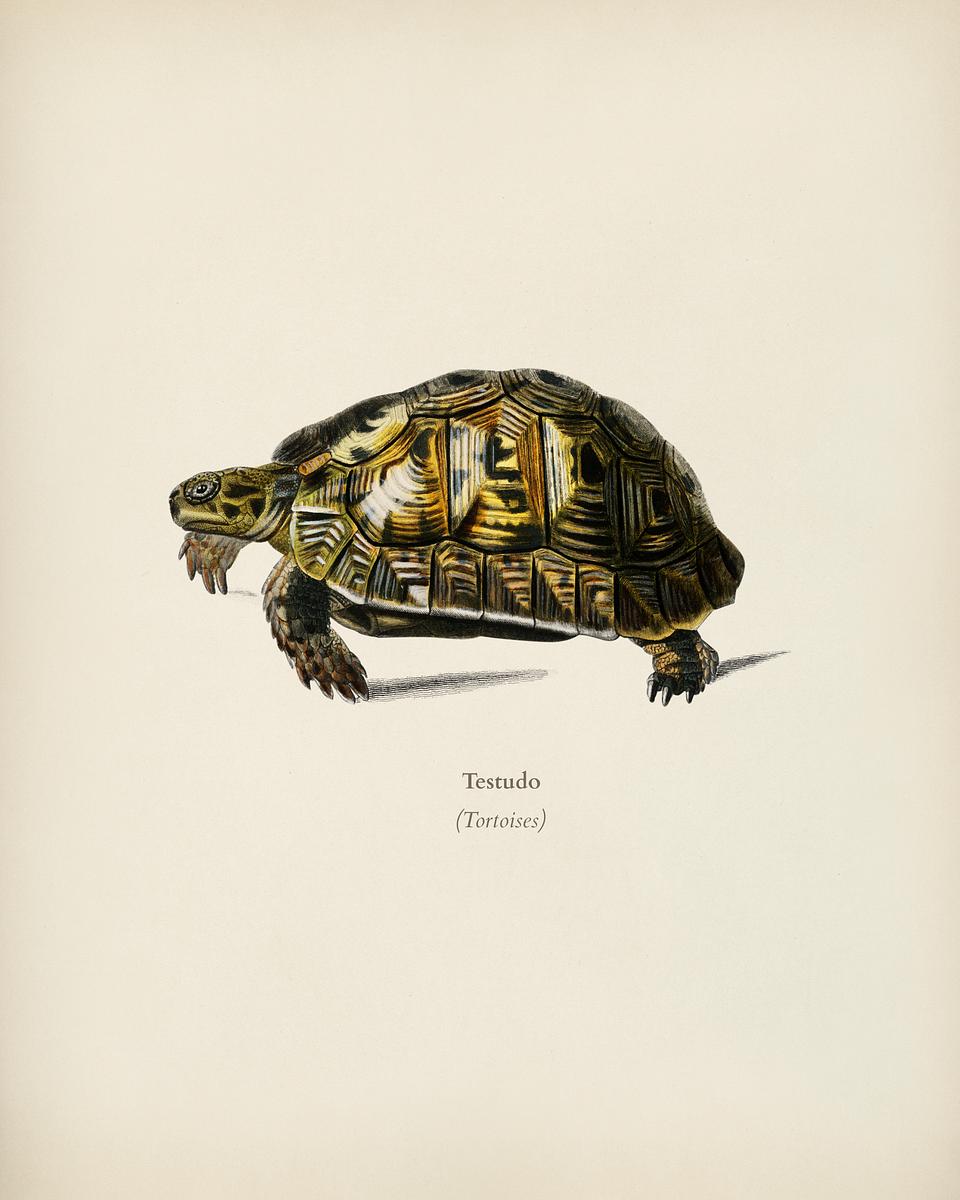 Tortoises (Testudo) illustrated by Charles… | Royalty free stock Illustration | High Resolution graphic Tortoises (Testudo) illustrated by Charles Dessalines D' Orbigny (1806-1876). Digitally enhanced from our own 1892 edition of…