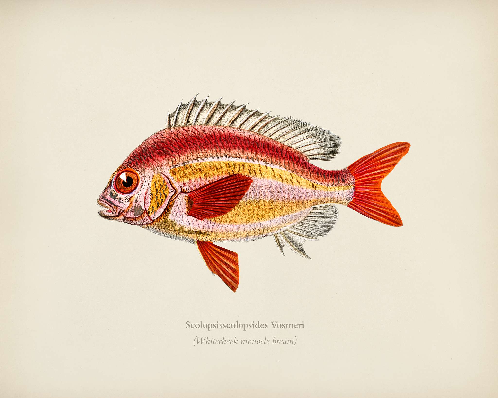 Whitecheek monocle bream (Scolopsisscolopsides Vosmeri) illustrated by Charles Dessalines D' Orbigny (1806-1876).... Whitecheek monocle bream (Scolopsisscolopsides Vosmeri) illustrated by Charles Dessalines D' Orbigny (1806-1876)....