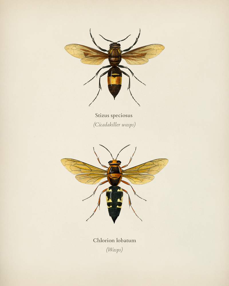 Different types of insects illustrated by… | Royalty free stock Illustration | High Resolution graphic Different types of insects illustrated by Charles Dessalines D' Orbigny (1806-1876). Digitally enhanced from our own 1892…