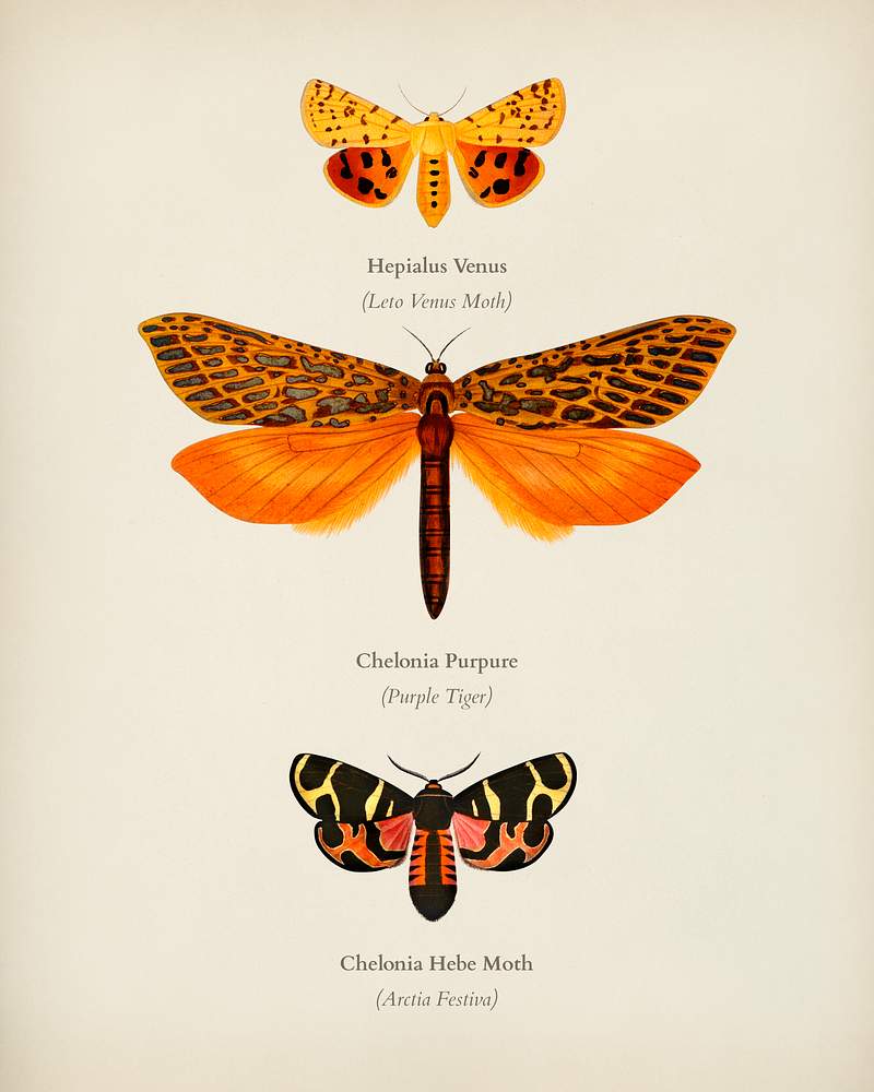 Different types of moths illustrated by… | Royalty free stock Illustration | High Resolution graphic Different types of moths illustrated by Charles Dessalines D' Orbigny (1806-1876). Digitally enhanced from our own 1892…