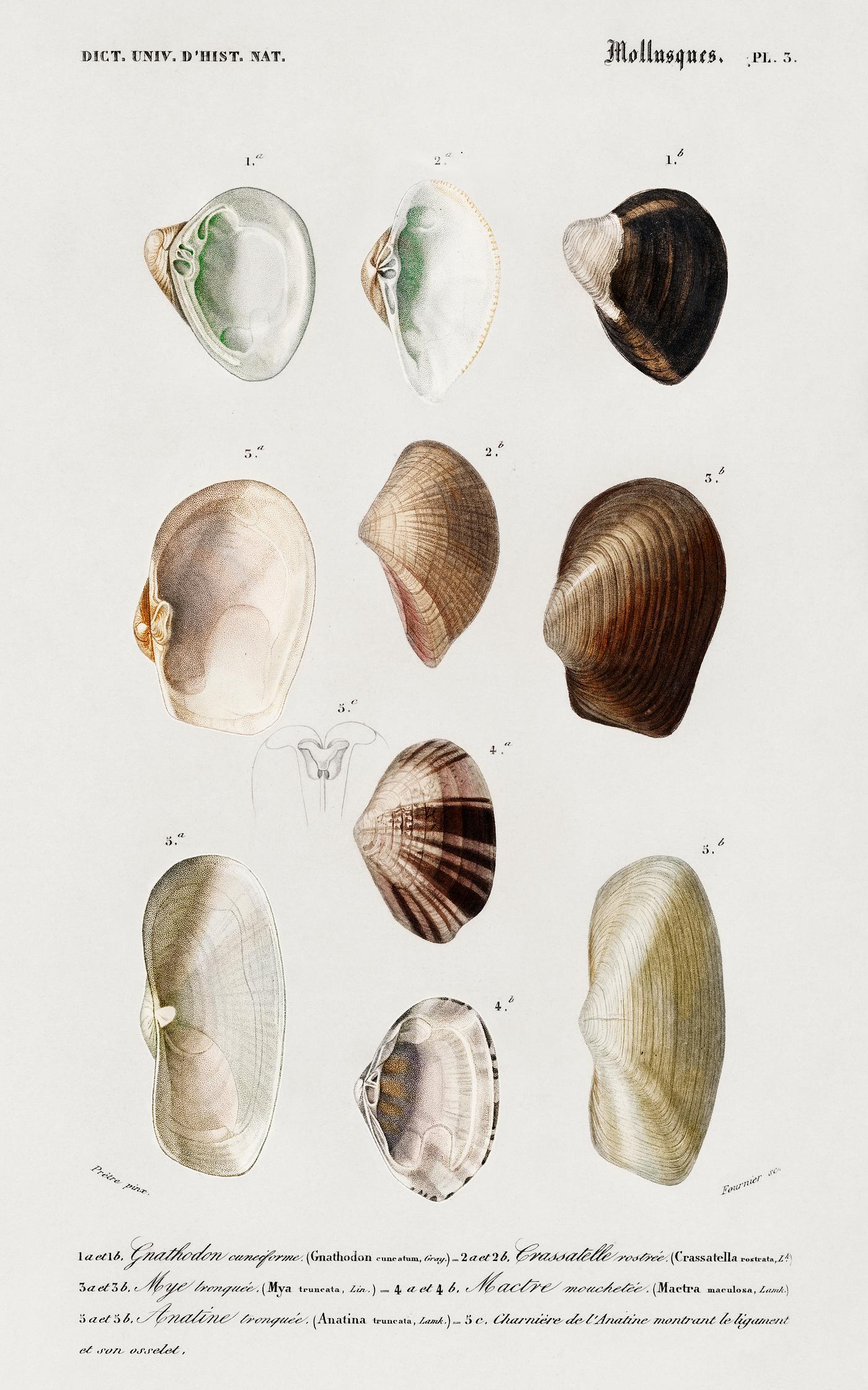 Different types of mollusks illustrated by Charles Dessalines D' Orbigny (1806-1876). Digitally enhanced from our own... Different types of mollusks illustrated by Charles Dessalines D' Orbigny (1806-1876). Digitally enhanced from our own...