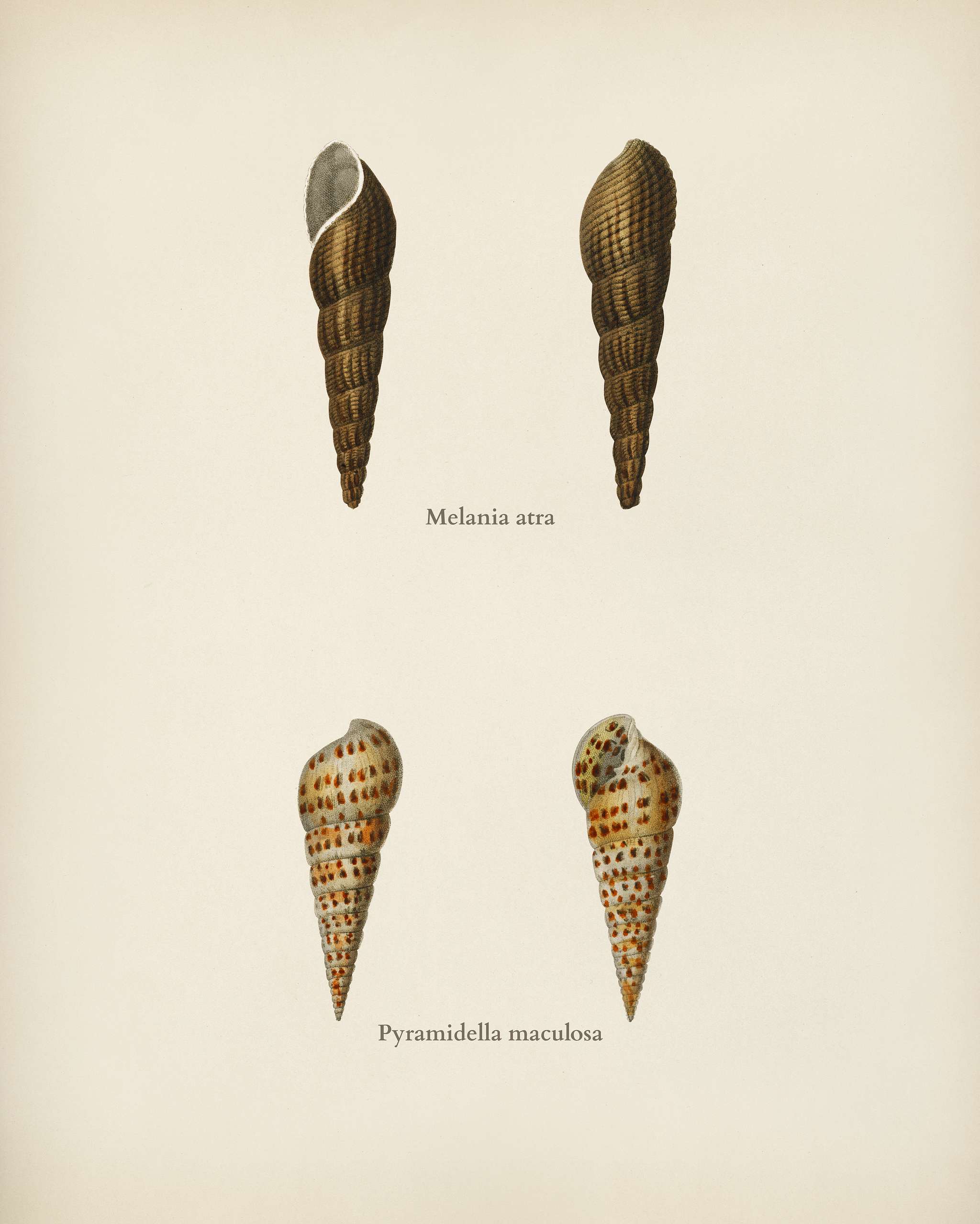 Melania atra and Pyramidella maculosa illustrated by Charles Dessalines D' Orbigny (1806-1876). Digitally enhanced from... Melania atra and Pyramidella maculosa illustrated by Charles Dessalines D' Orbigny (1806-1876). Digitally enhanced from...
