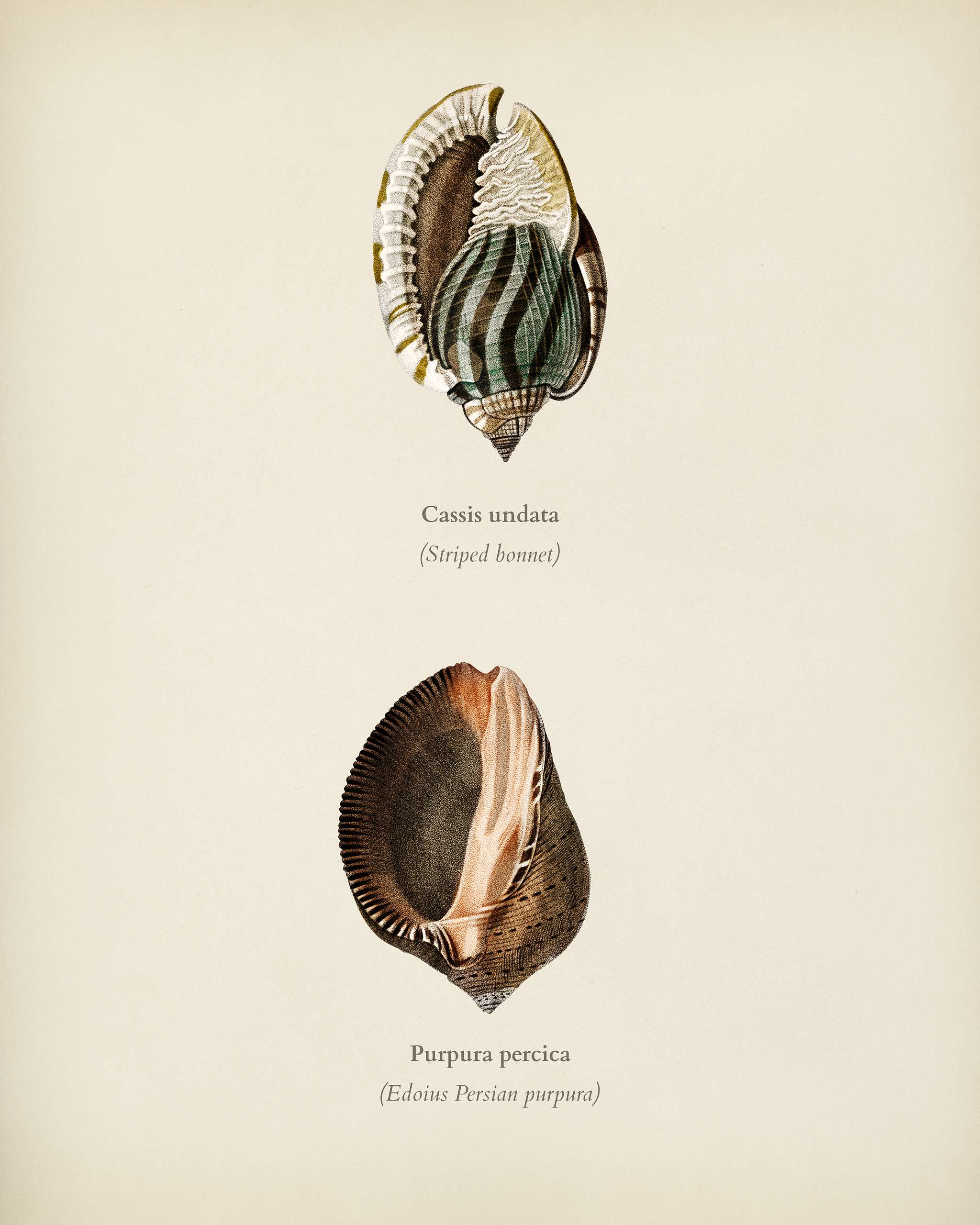 Striped bonnet (Cassis undata) and Persian purpura (Purpura persica) illustrated by Charles Dessalines D' Orbigny (1806-... Striped bonnet (Cassis undata) and Persian purpura (Purpura persica) illustrated by Charles Dessalines D' Orbigny (1806-...