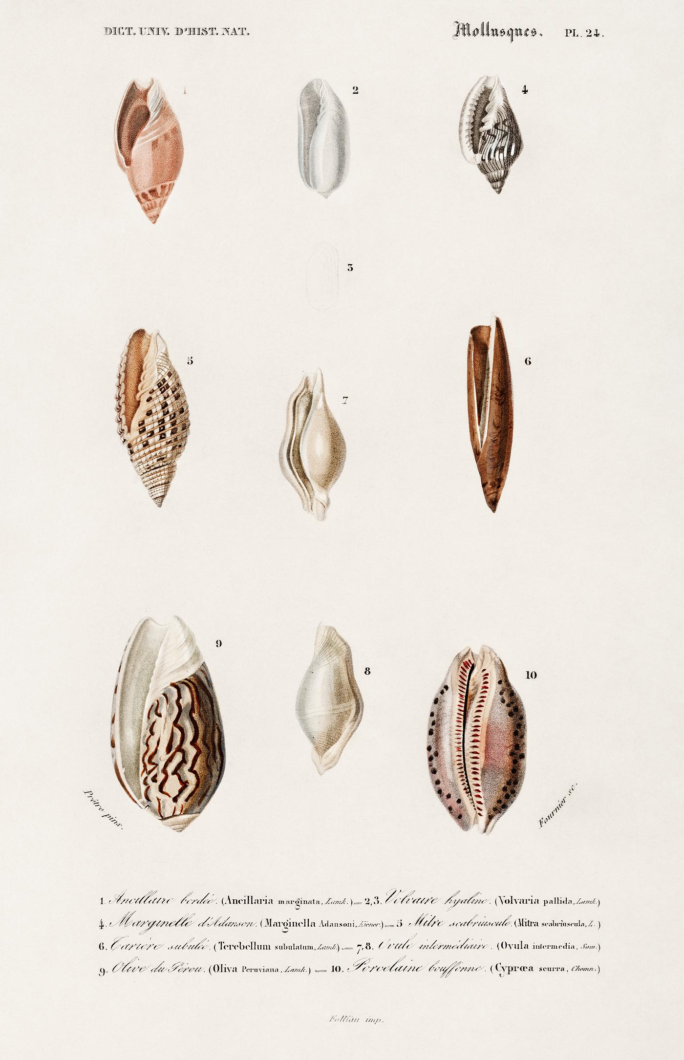 Different types of mollusks illustrated by Charles Dessalines D' Orbigny (1806-1876). Digitally enhanced from our own... Different types of mollusks illustrated by Charles Dessalines D' Orbigny (1806-1876). Digitally enhanced from our own...