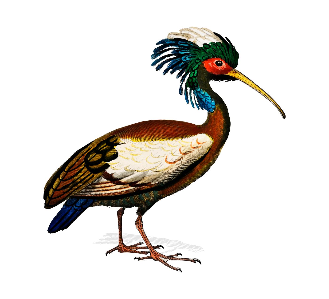 Madagascan ibis (Lophotibis cristata) illustrated by Charles Dessalines D' Orbigny (1806-1876). Digitally enhanced from... Madagascan ibis (Lophotibis cristata) illustrated by Charles Dessalines D' Orbigny (1806-1876). Digitally enhanced from...