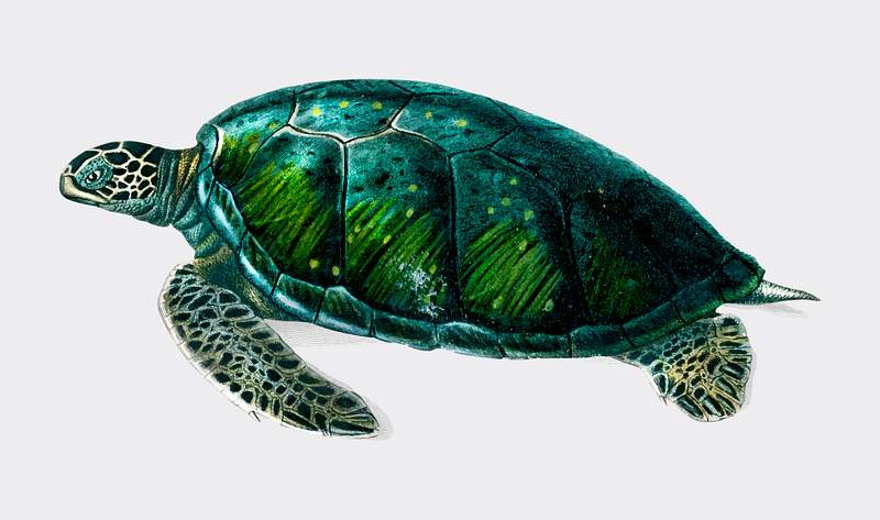 Green Sea Turtle (Chelonia mydus) illustrated… | Royalty free stock vector Green Sea Turtle (Chelonia mydus) illustrated by Charles Dessalines D' Orbigny (1806-1876). Digitally enhanced from our own…