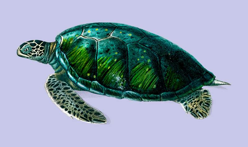 Green Sea Turtle (Chelonia mydus) illustrated… | Royalty free stock vector Green Sea Turtle (Chelonia mydus) illustrated by Charles Dessalines D' Orbigny (1806-1876). Digitally enhanced from our own…