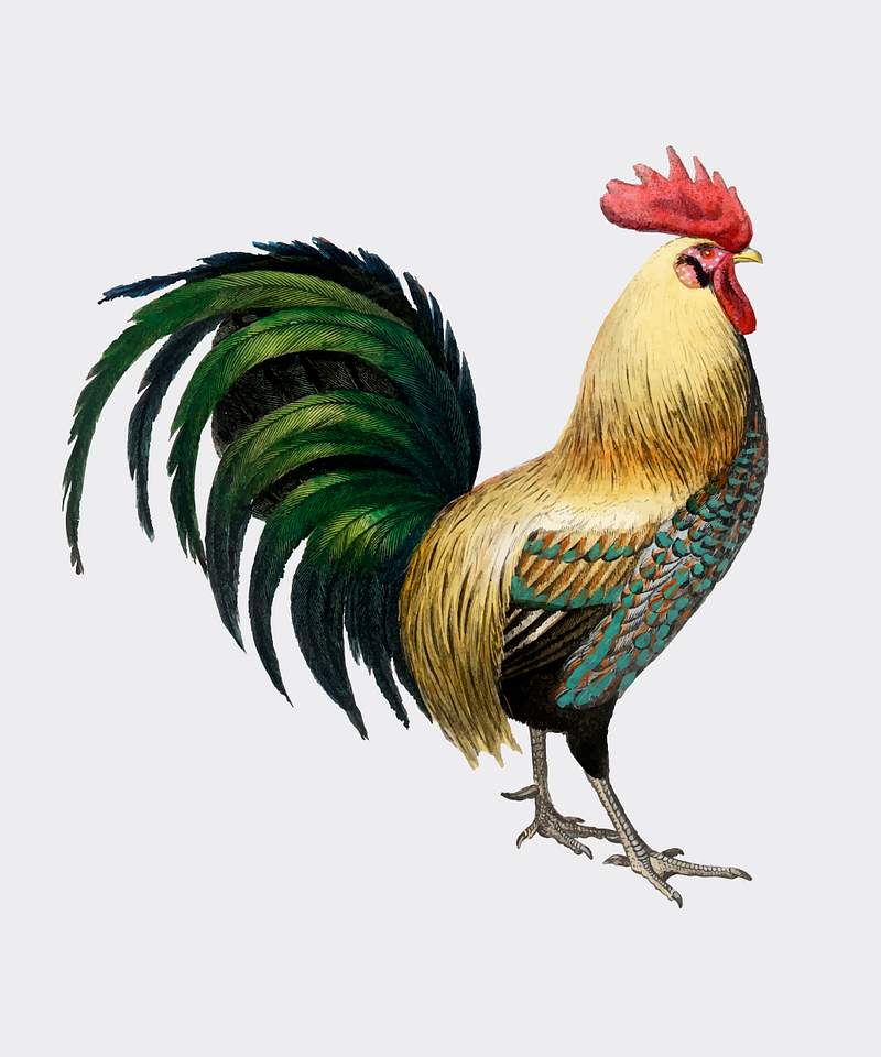 Cock illustrated by Charles Dessalines D'… | Royalty free stock vector Cock illustrated by Charles Dessalines D' Orbigny (1806-1876). Digitally enhanced from our own 1892 edition of Dictionnaire…